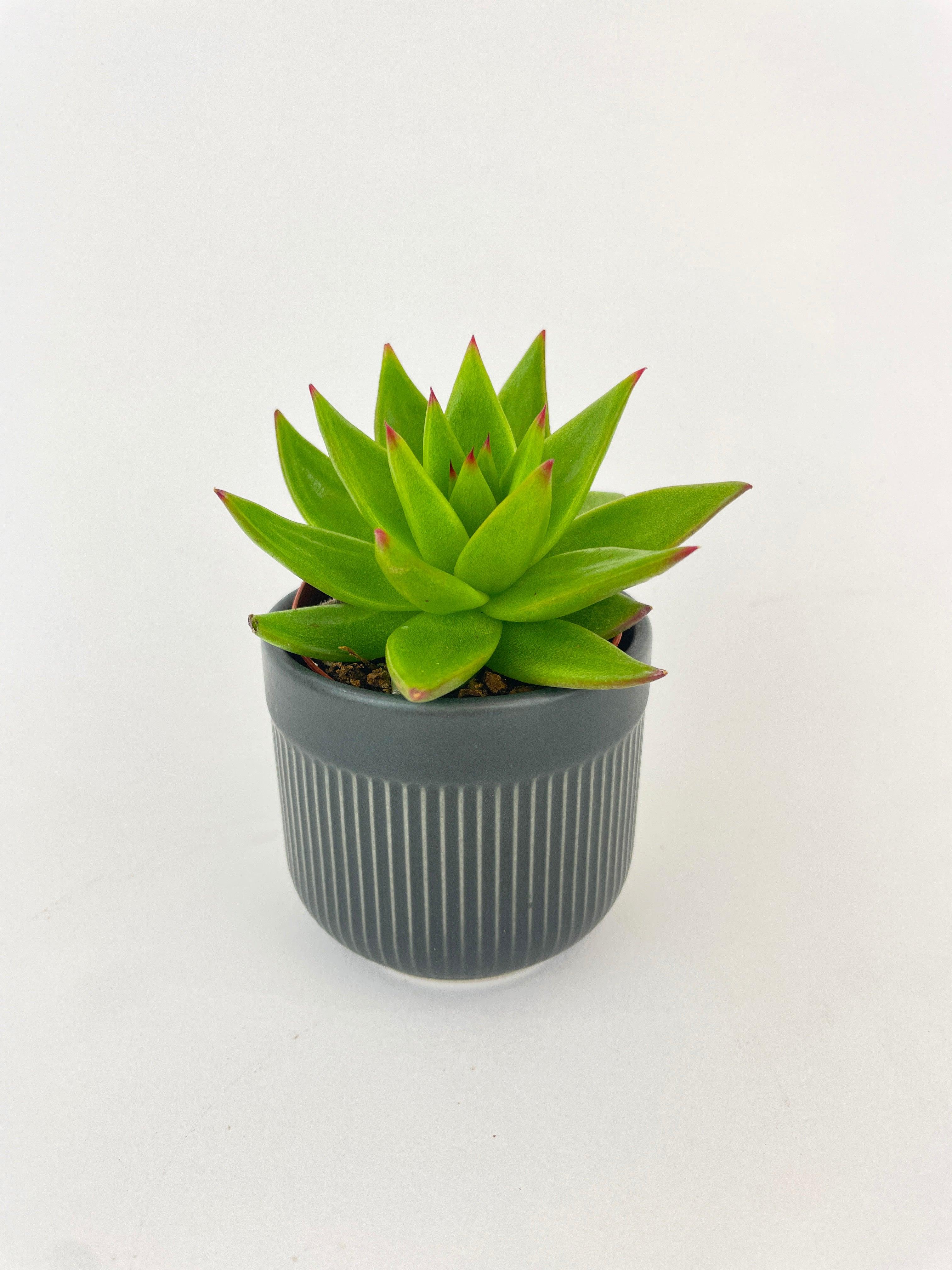 echeveria agavoides succulent Live Echeveria Agavoides Succulent