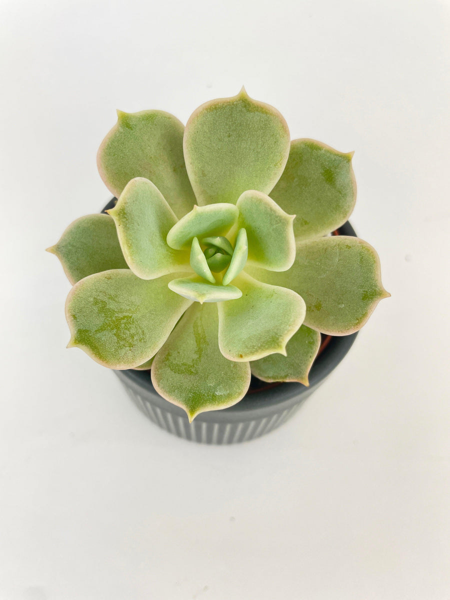 Echeveria Lola Succulent - Bumble Plants