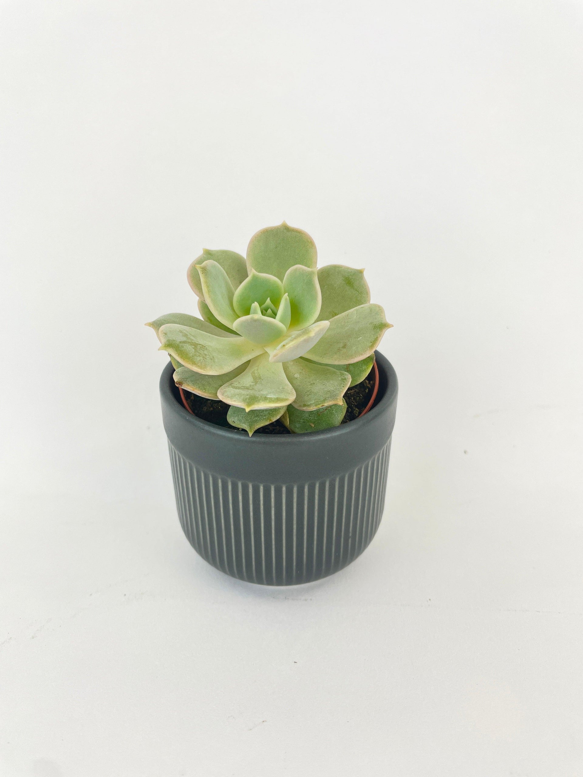 lola succulent plant Live Echeveria Lola Succulent