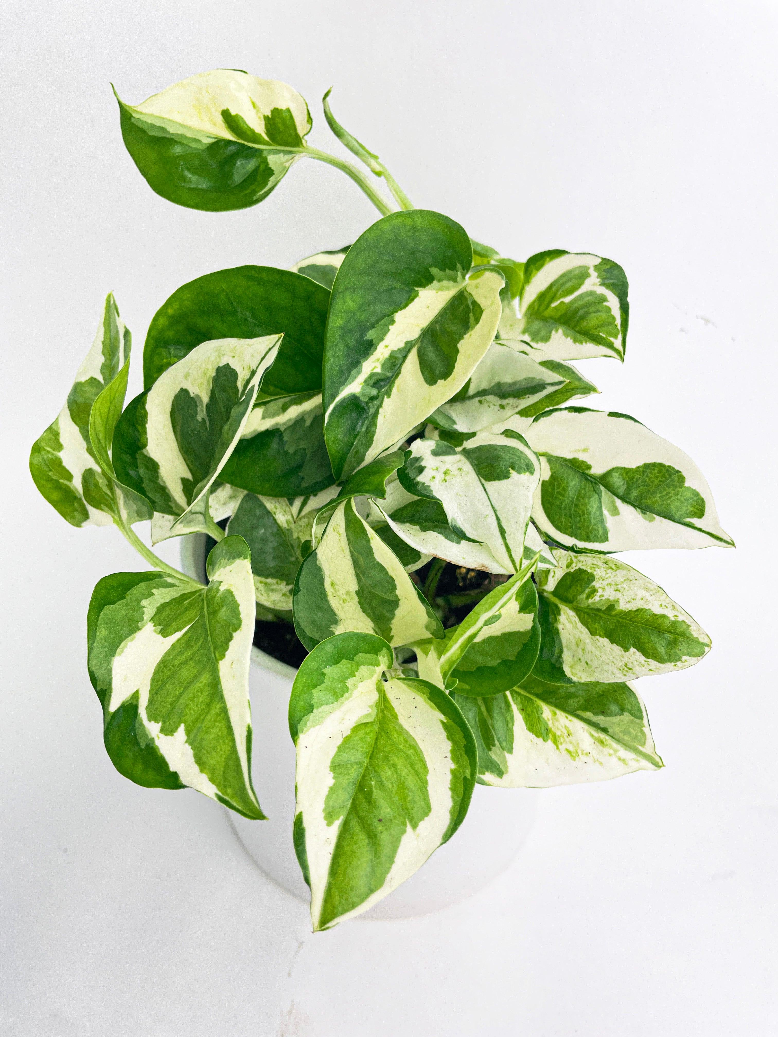 Epipremnum 'Pearls and Jade' Pothos Hybrid - Bumble Plants