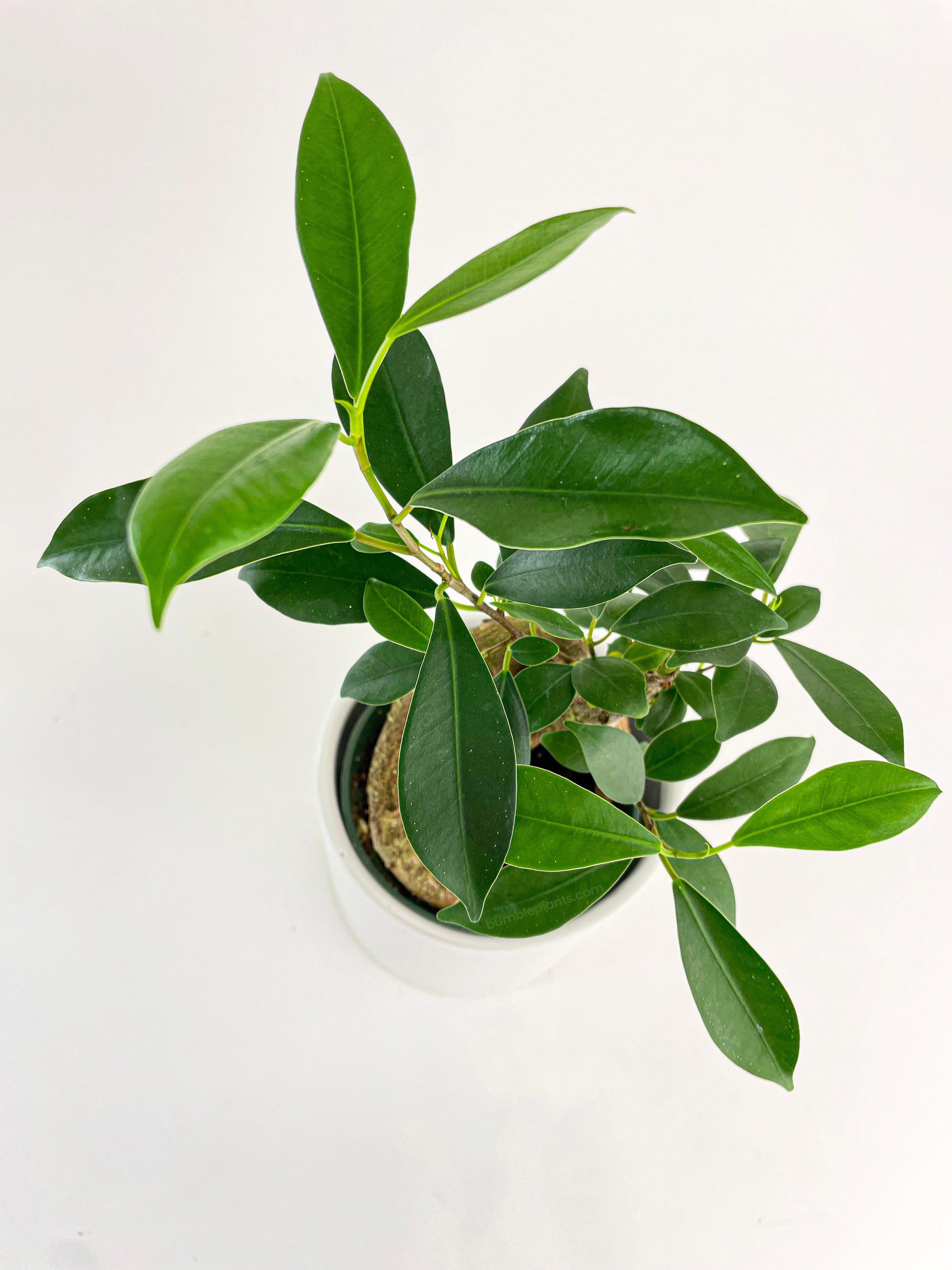 Ficus Microcarpa 'Moclame' Mini Bonsai Tree - Bumble Plants
