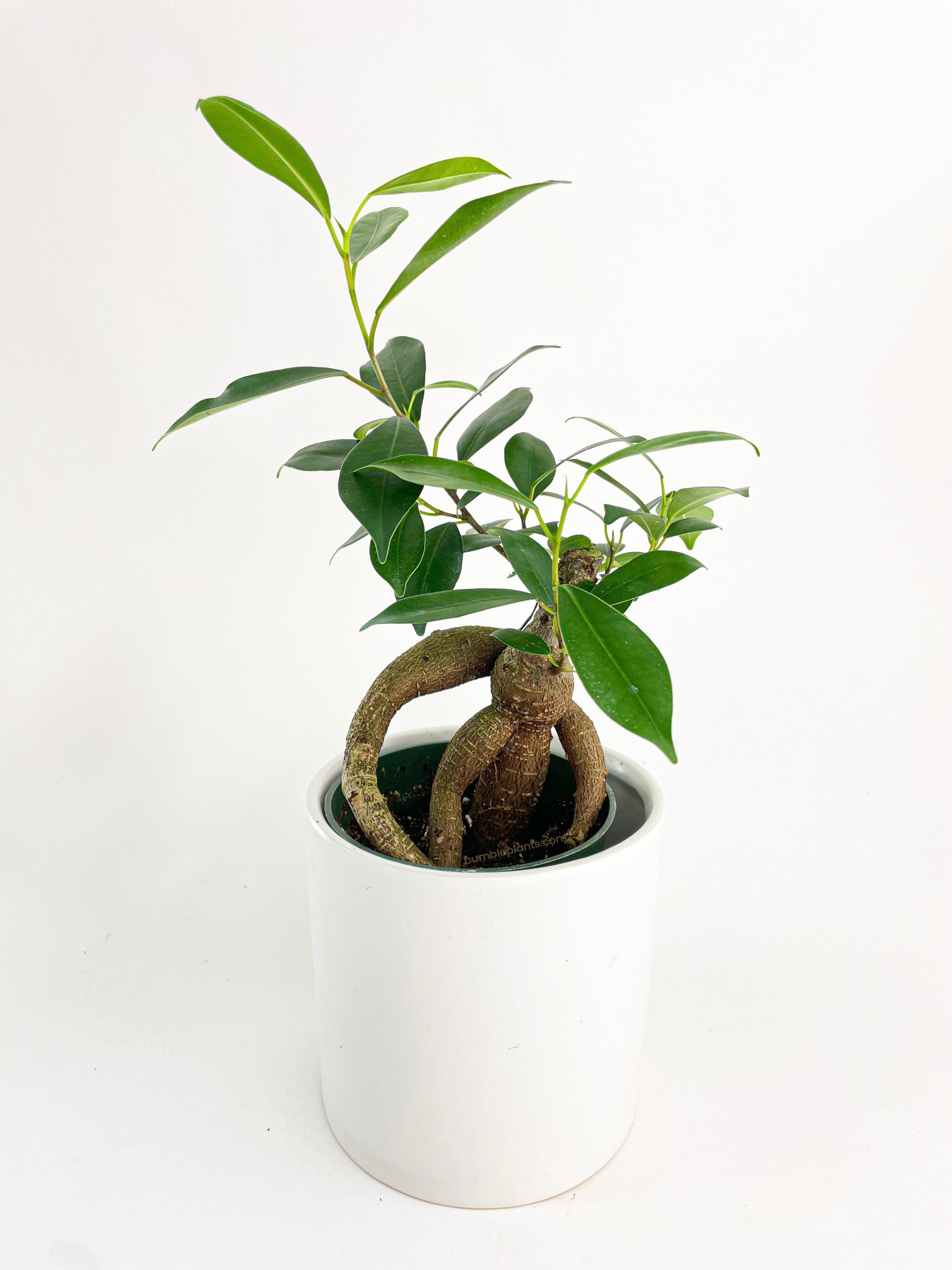 Ficus Microcarpa 'Moclame' Mini Bonsai Tree - Bumble Plants