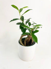 Ficus Microcarpa 'Moclame' Mini Bonsai Tree - Bumble Plants