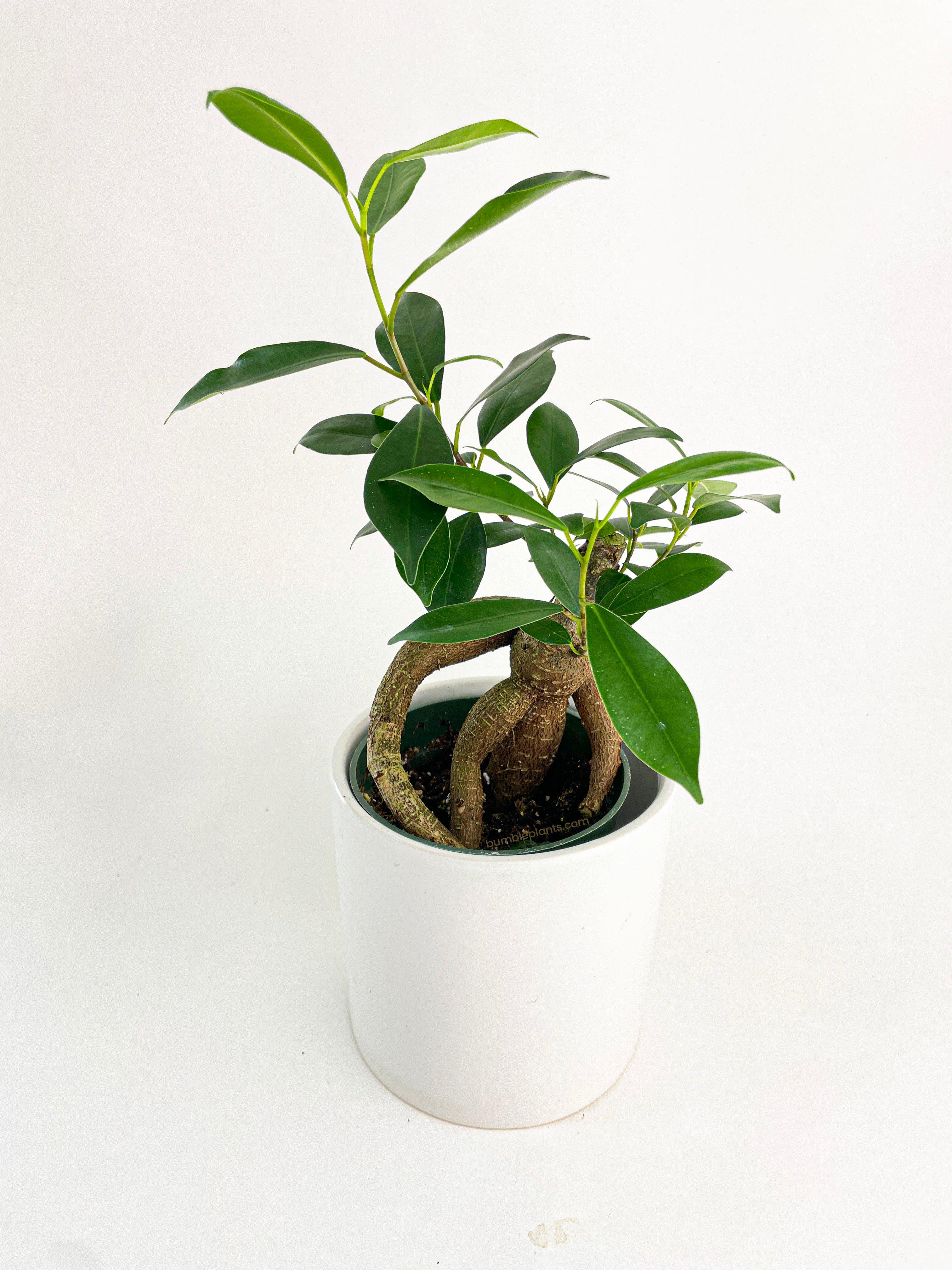 Ficus Microcarpa 'Moclame' Mini Bonsai Tree - Bumble Plants