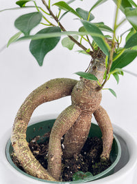 Ficus Microcarpa 'Moclame' Mini Bonsai Tree - Bumble Plants