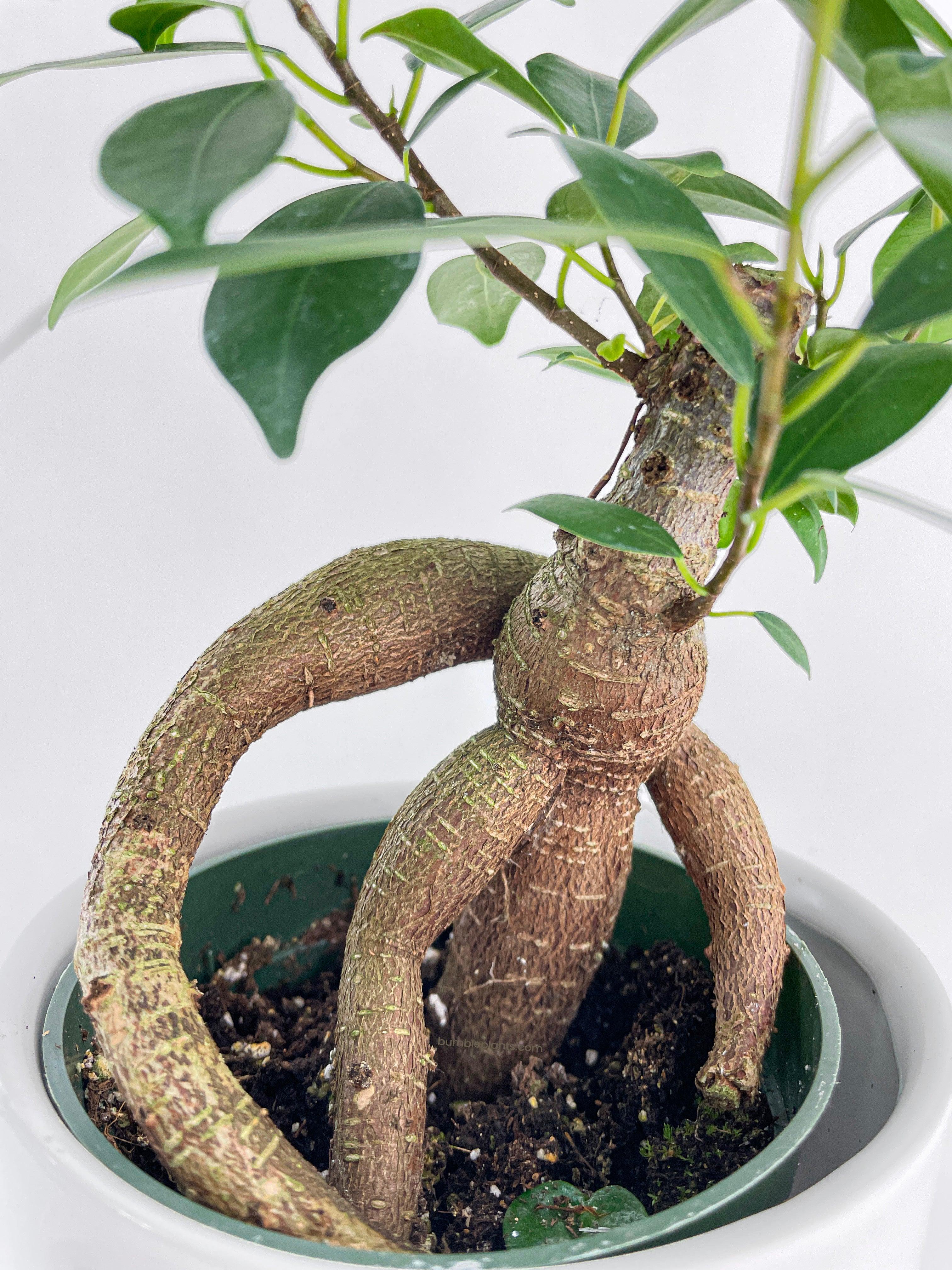 Ficus Microcarpa 'Moclame' Mini Bonsai Tree - Bumble Plants