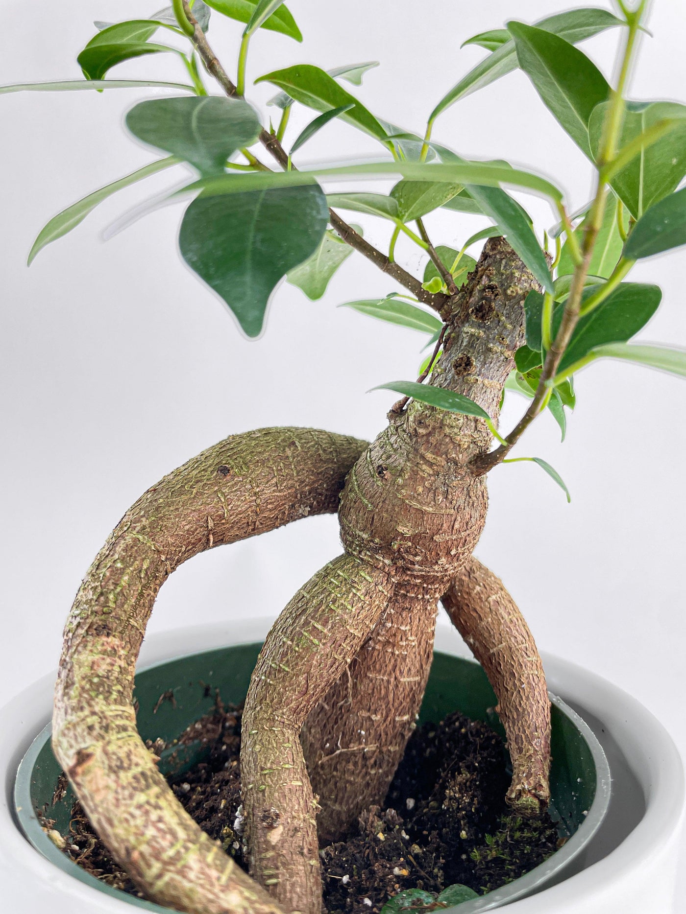 Ficus Microcarpa 'Moclame' Mini Bonsai Tree - Bumble Plants