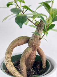 Ficus Microcarpa 'Moclame' Mini Bonsai Tree - Bumble Plants