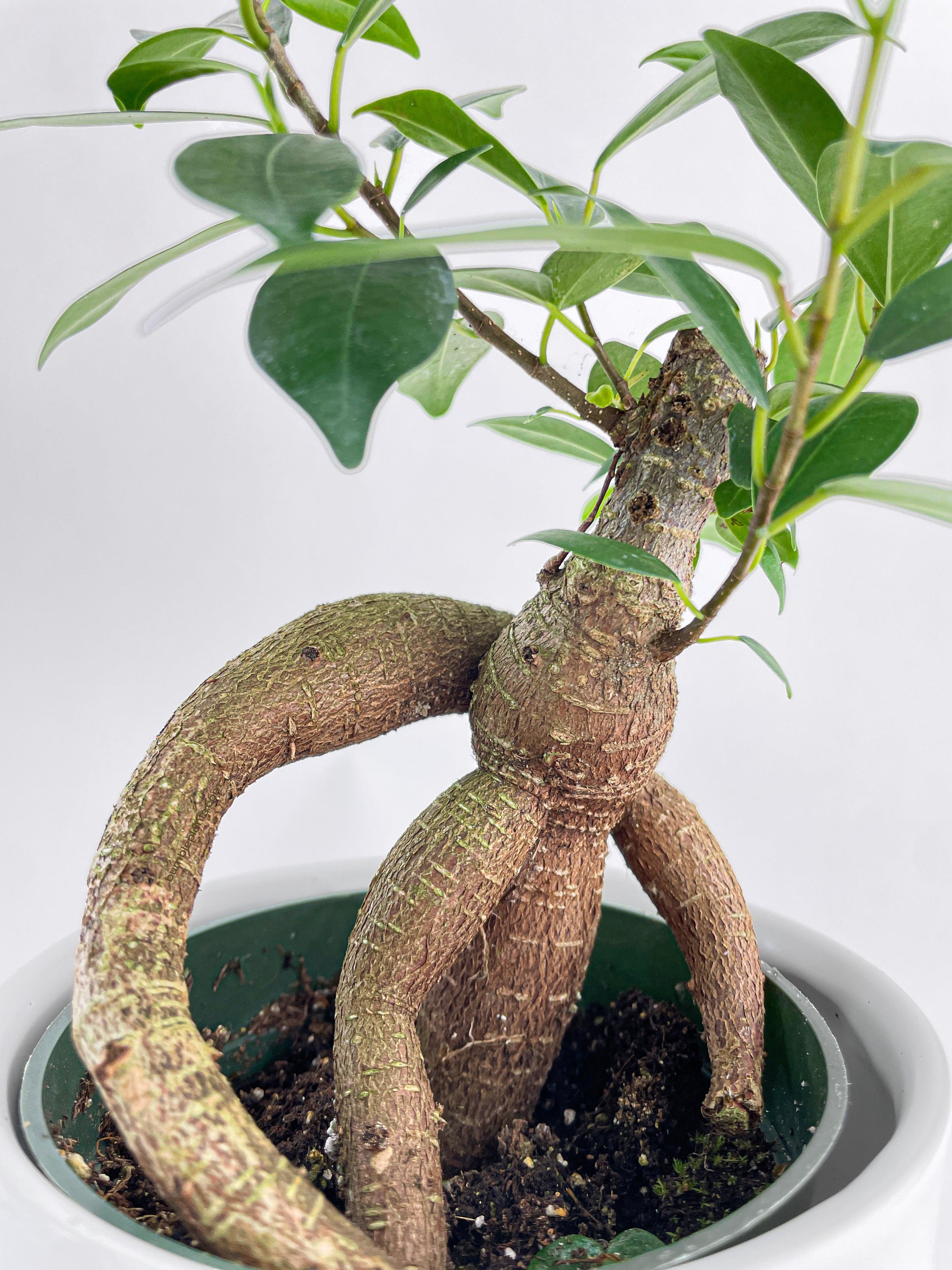 Ficus Microcarpa 'Moclame' Mini Bonsai Tree - Bumble Plants