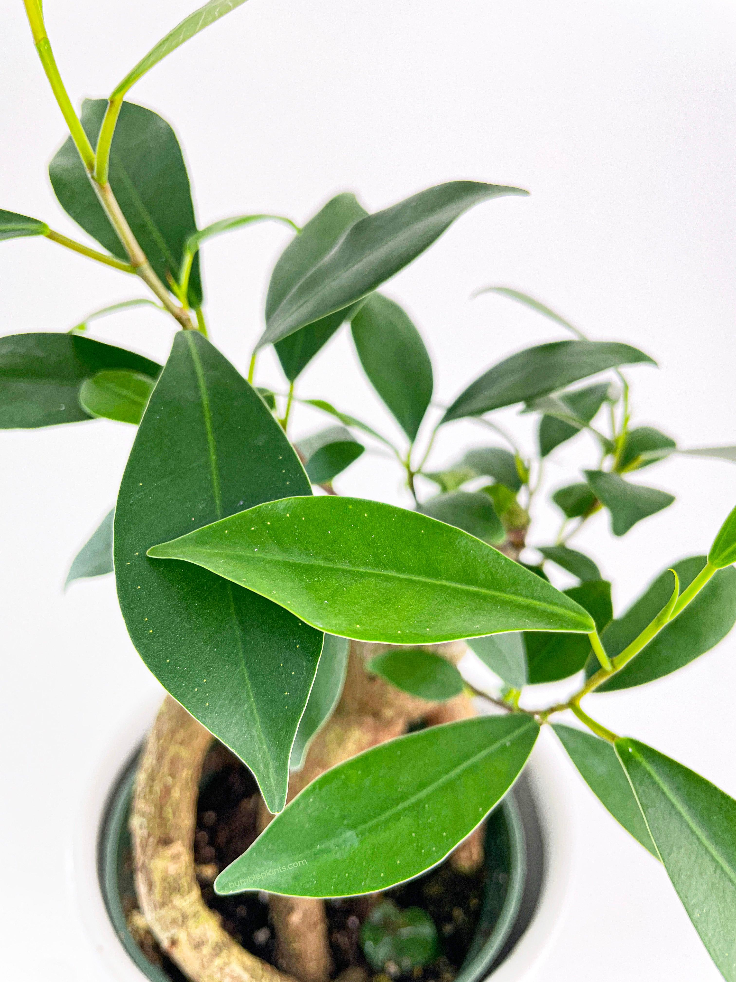 white spots on bonsai tree Live Ficus Microcarpa 'Moclame' Mini
