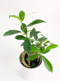 Ficus Microcarpa 'Moclame' Mini Bonsai Tree - Bumble Plants