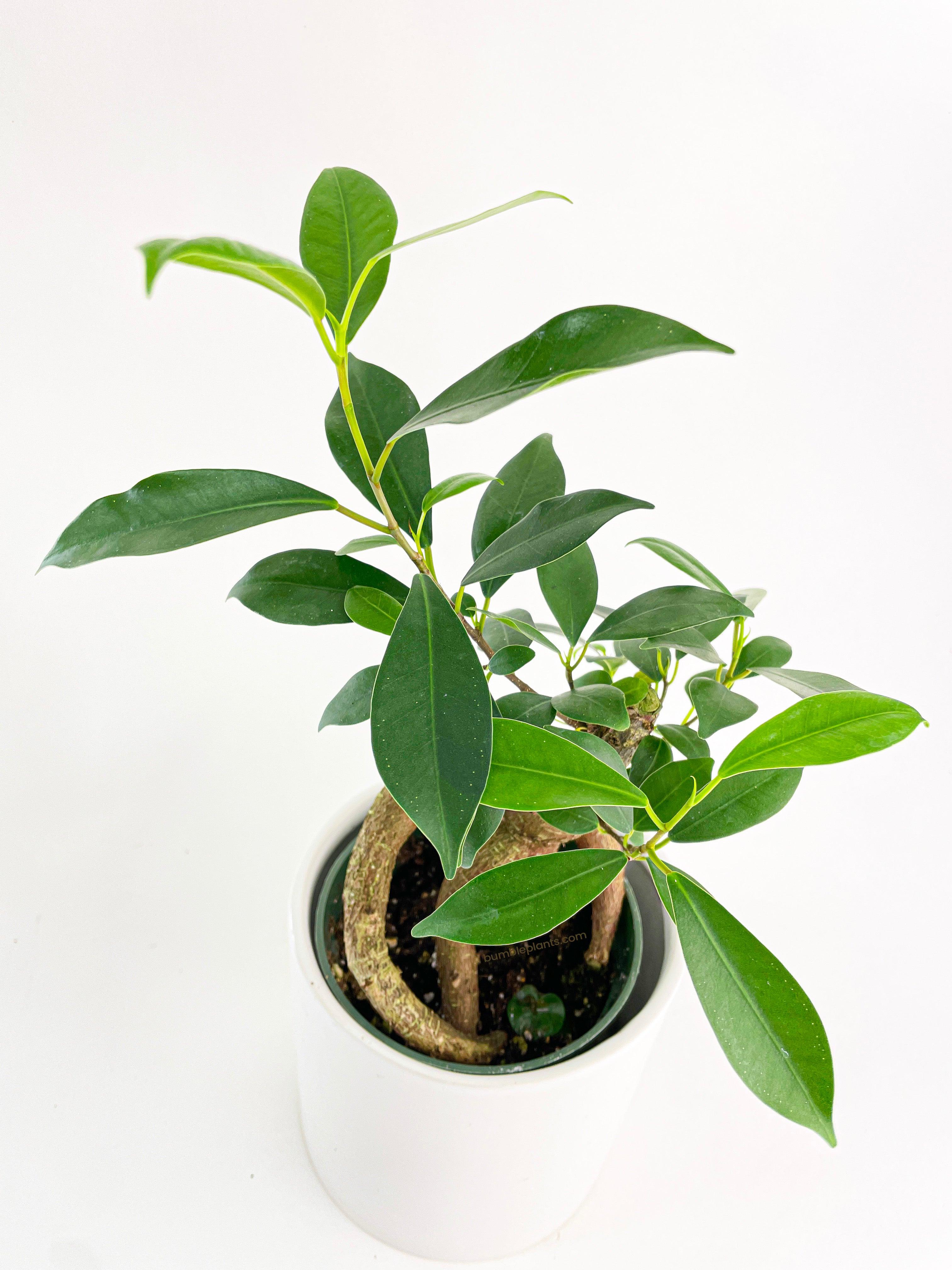 Ficus Microcarpa 'Moclame' Mini Bonsai Tree - Bumble Plants