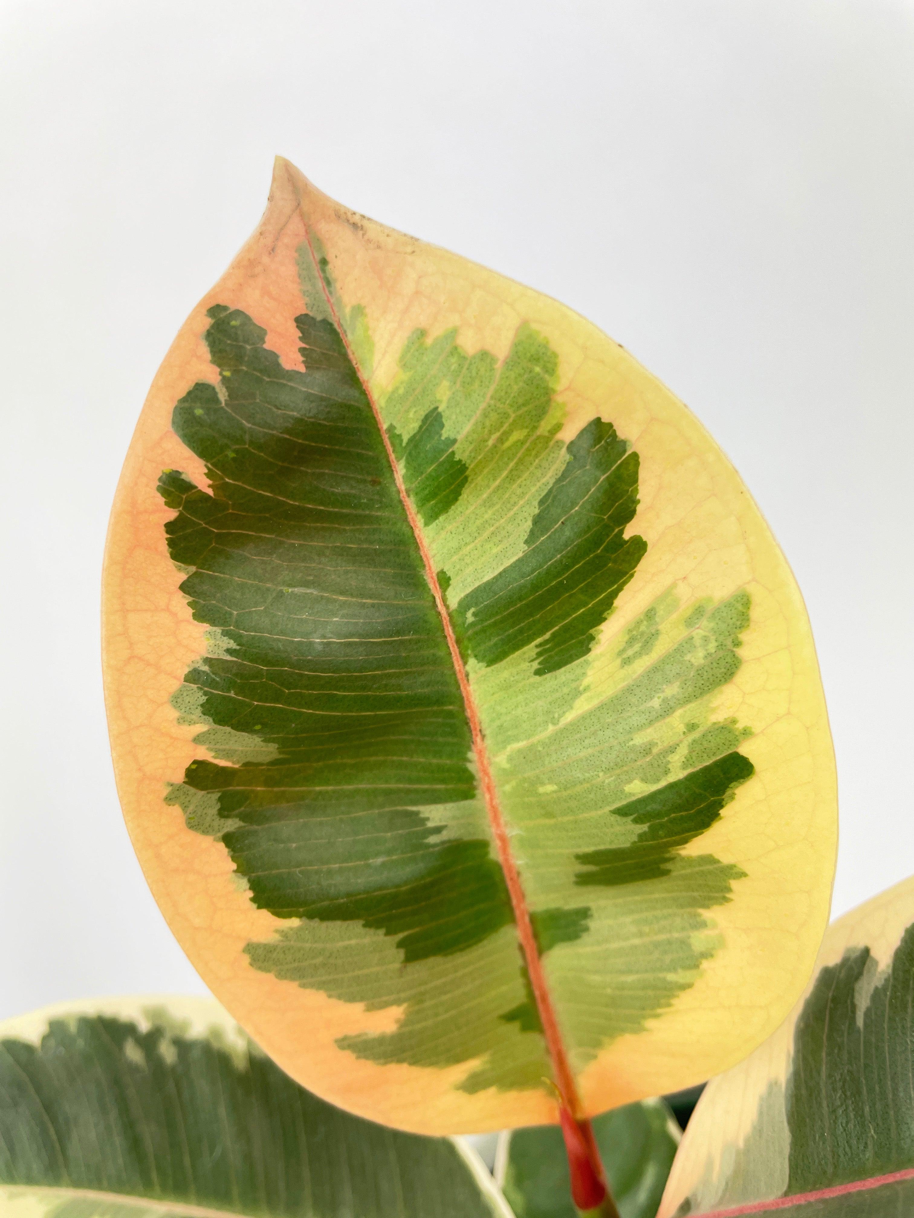 rubber tree turning yellow Ficus Tineke Variegated Rubber Plant