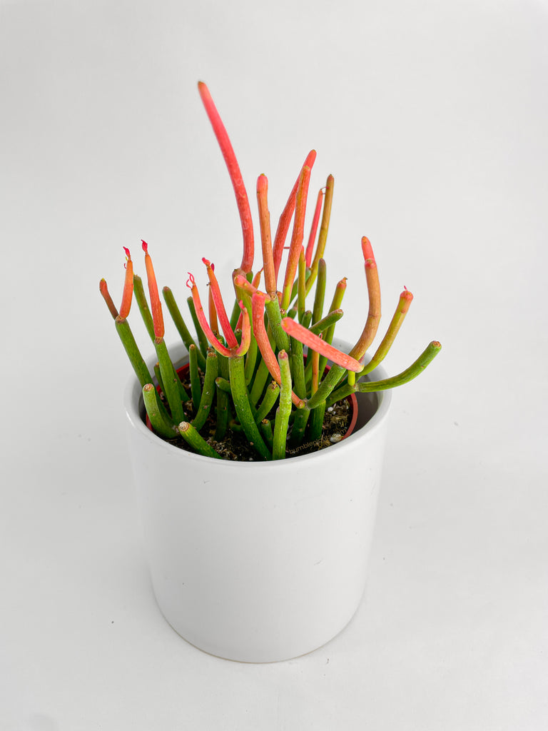 Firestick Pencil Cactus Euphorbia Tirucalli Succulent