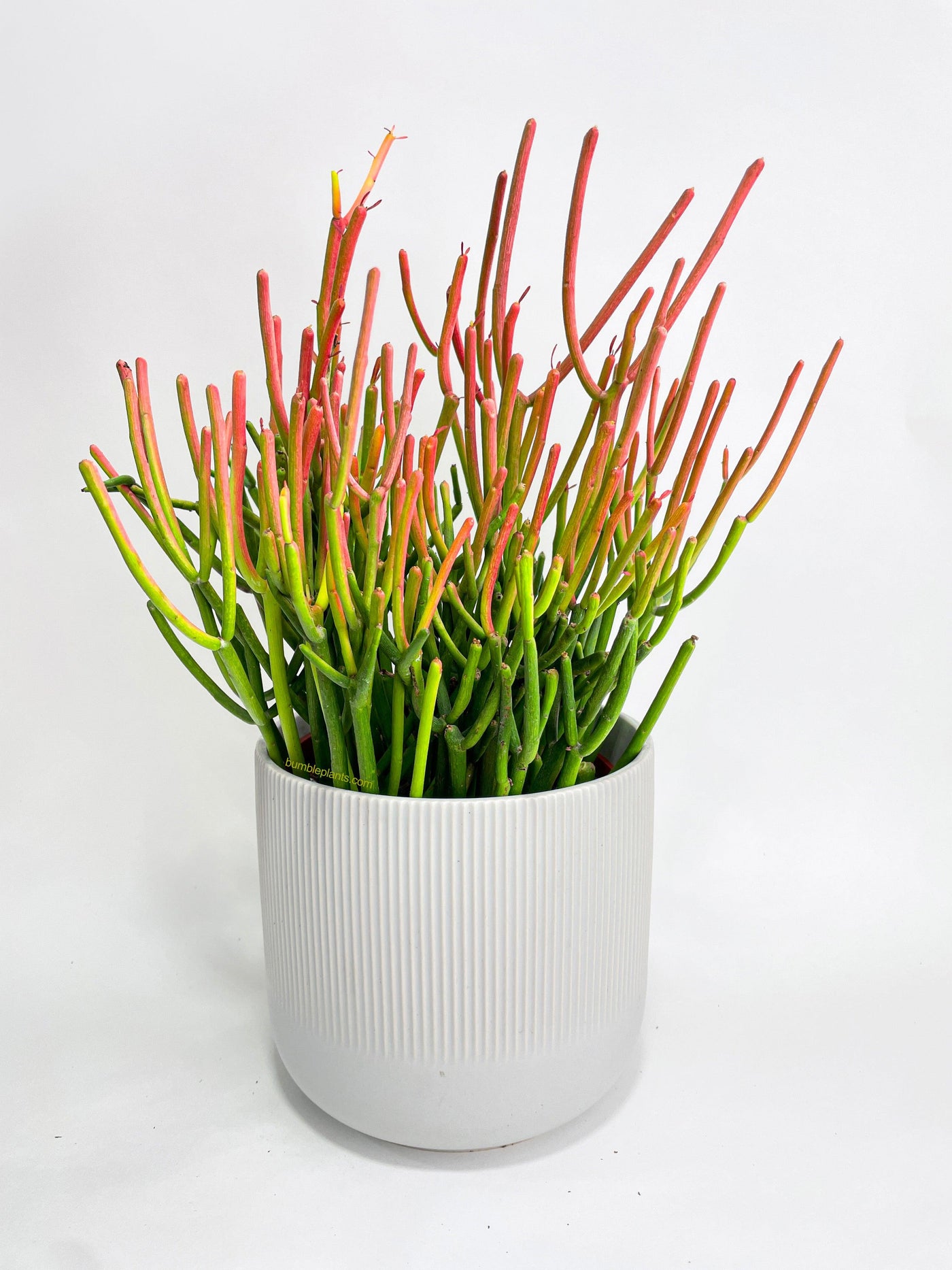 pencil cactus for warts Live Firestick Pencil Cactus