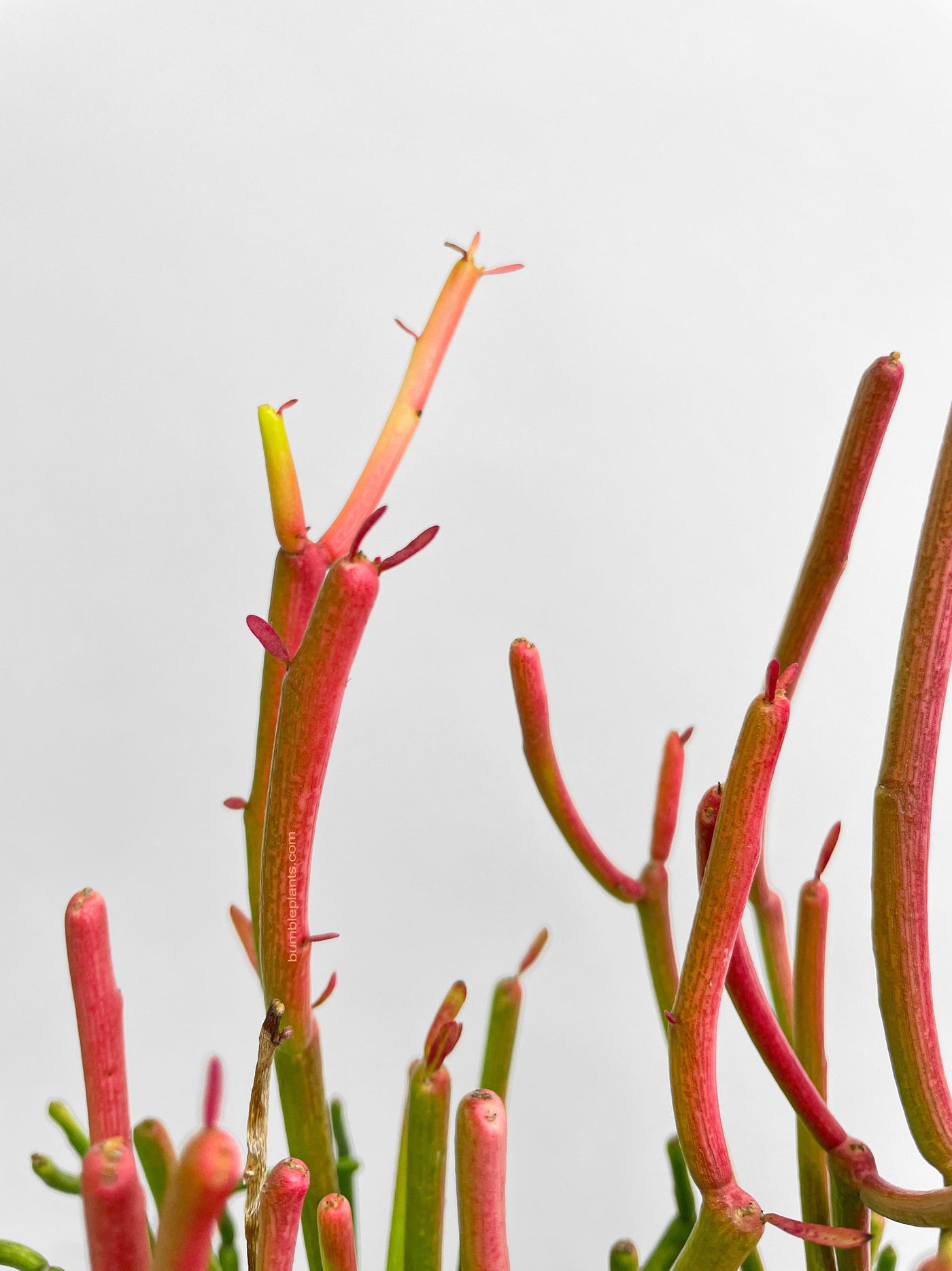 succulent twig plant Live Firestick Pencil Cactus