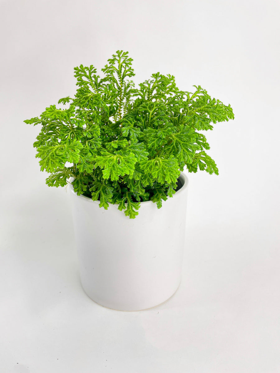 Frosted Tip Fern Selaginella Kraussiana - Bumble Plants