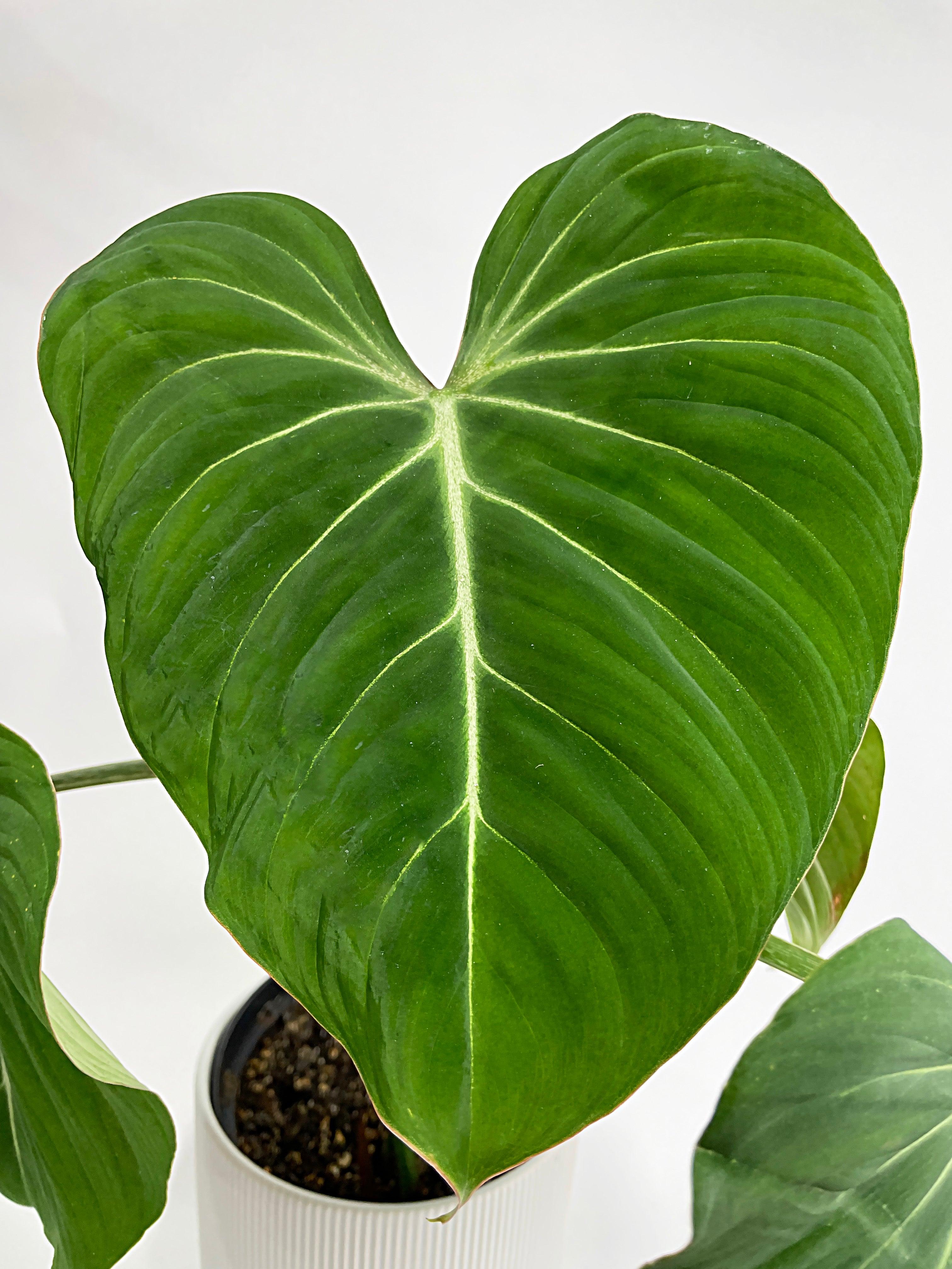 Philodendron Gloriosum - Bumble Plants