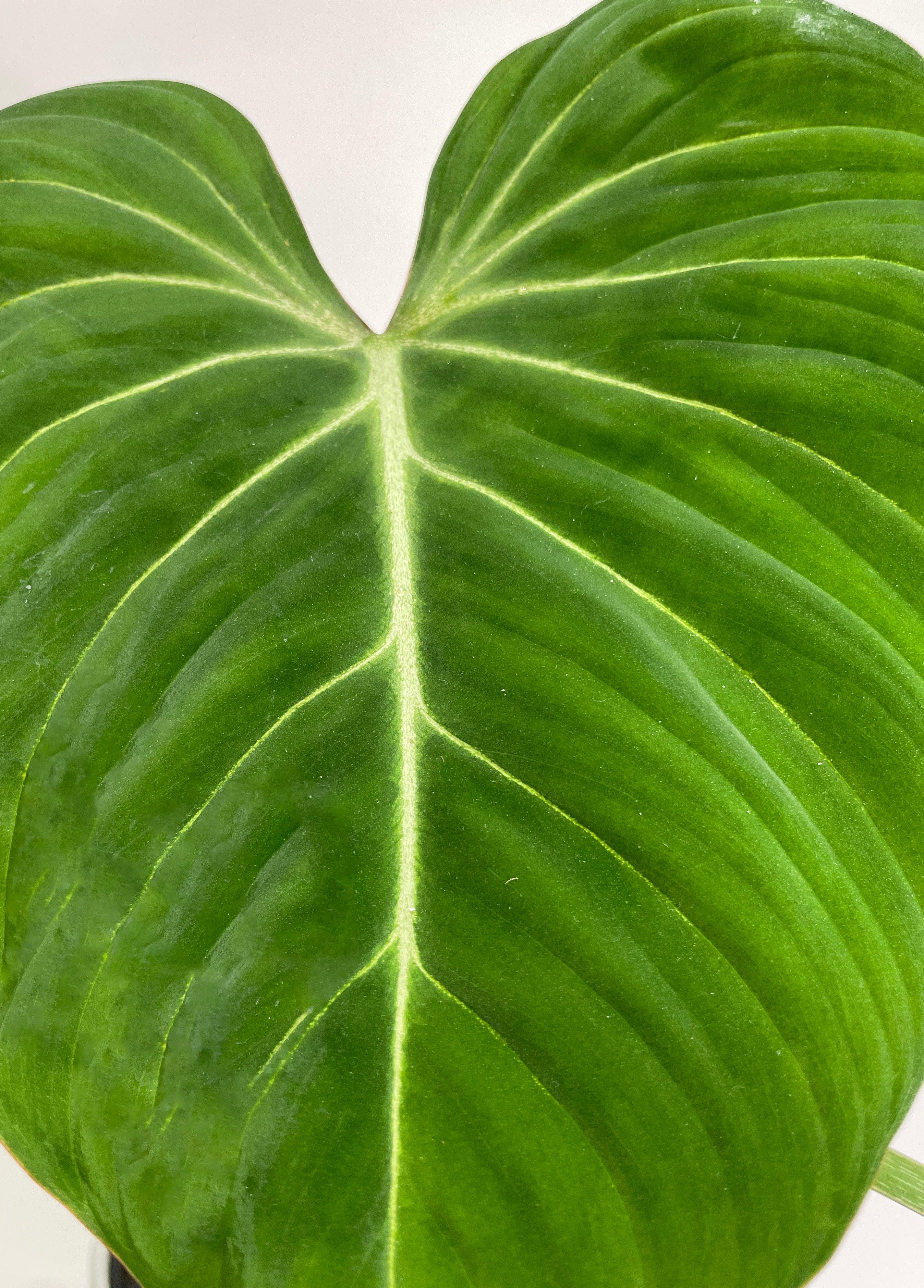 Philodendron Gloriosum - Bumble Plants