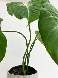 Philodendron Gloriosum - Bumble Plants