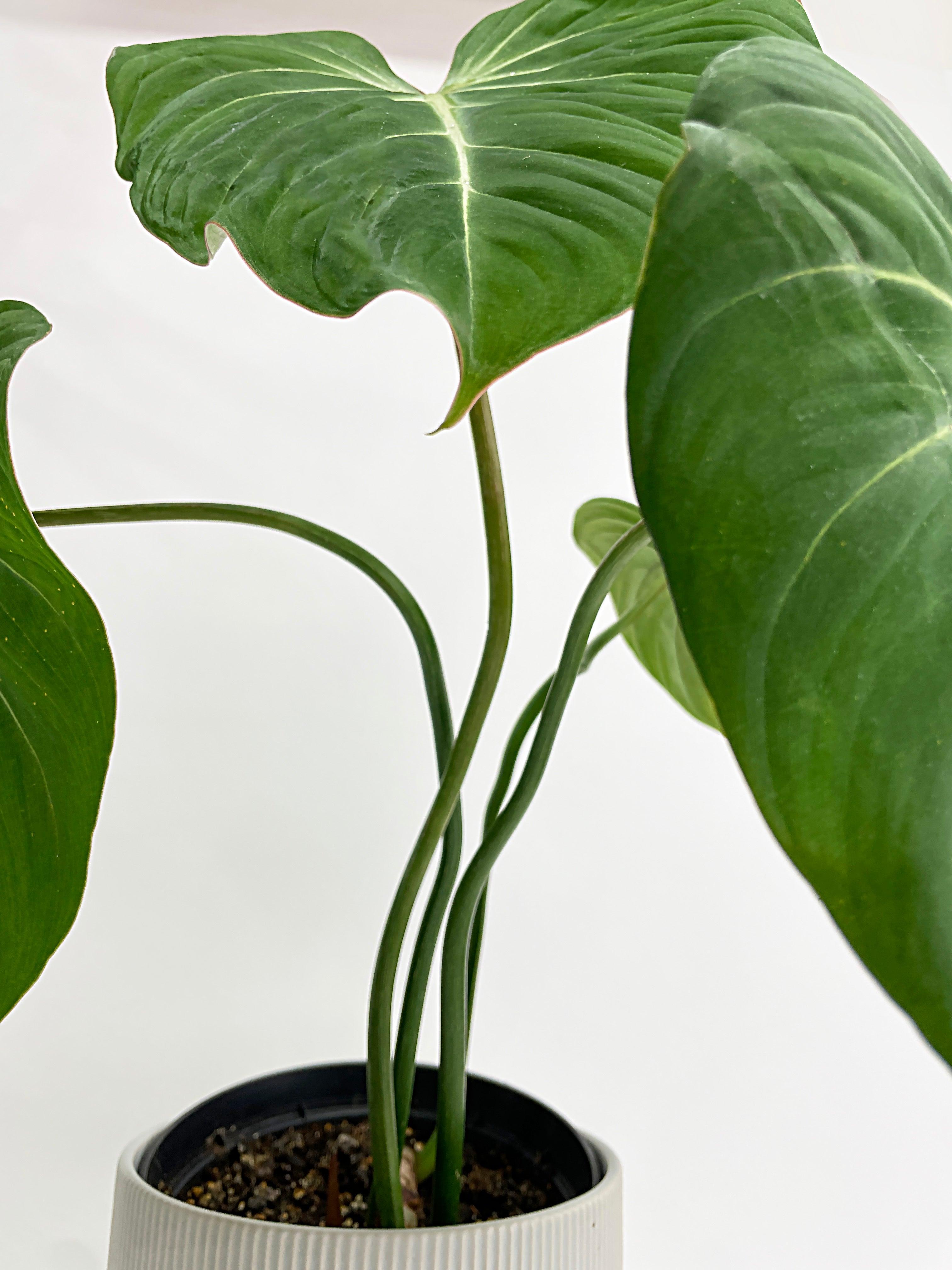 Philodendron Gloriosum - Bumble Plants