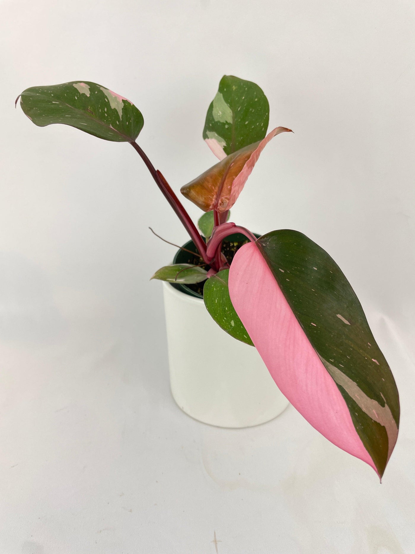 half moon philodendron pink princess Live Philodendron Pink Princess