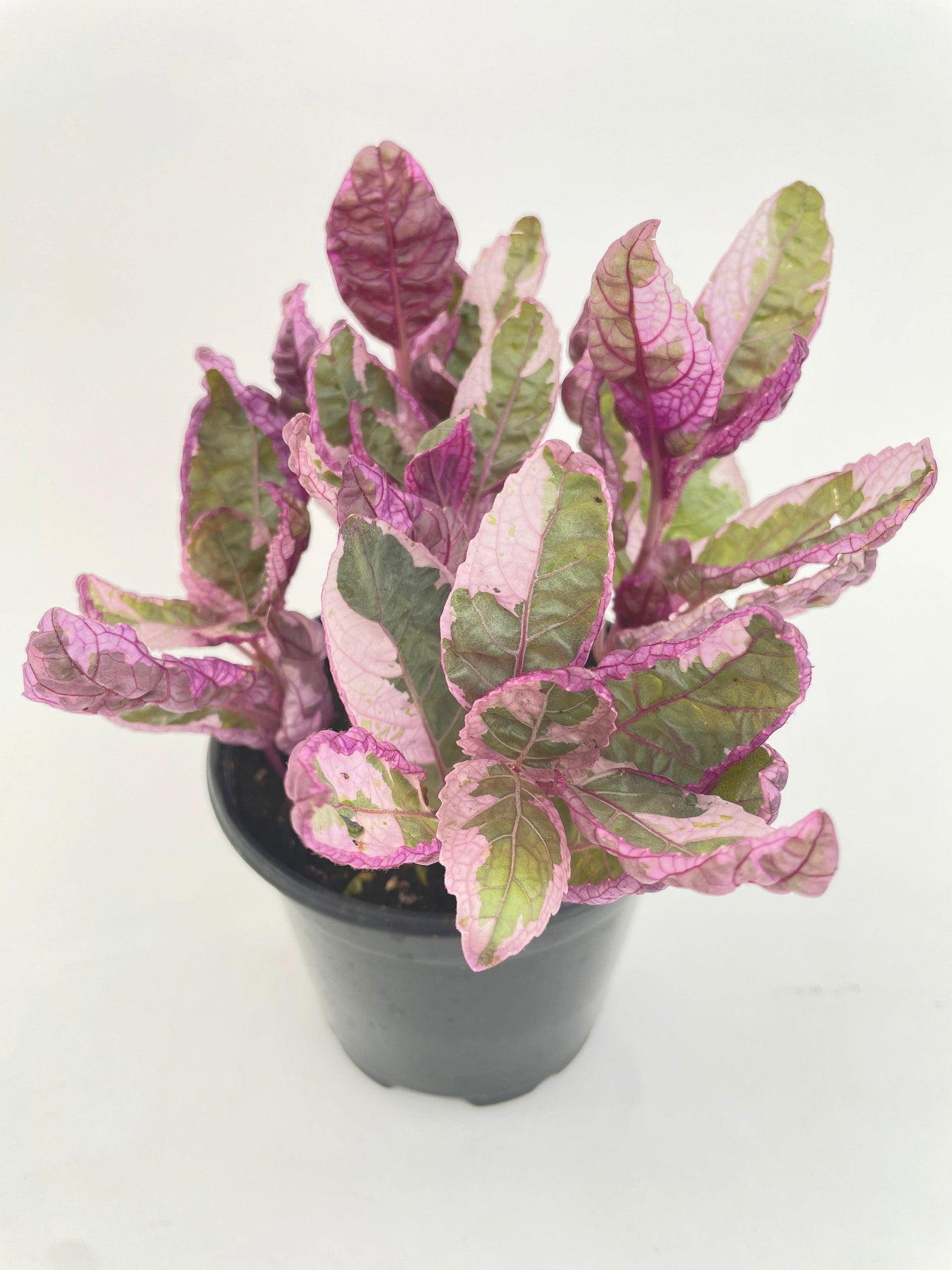 'Snow White' Waffle Plant Hemigraphis Alternata - Bumble Plants