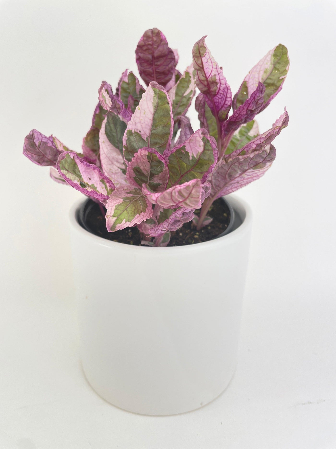 'Snow White' Waffle Plant Hemigraphis Alternata - Bumble Plants