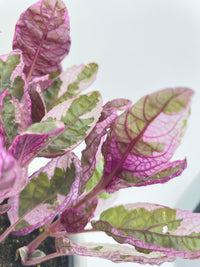 'Snow White' Waffle Plant Hemigraphis Alternata - Bumble Plants
