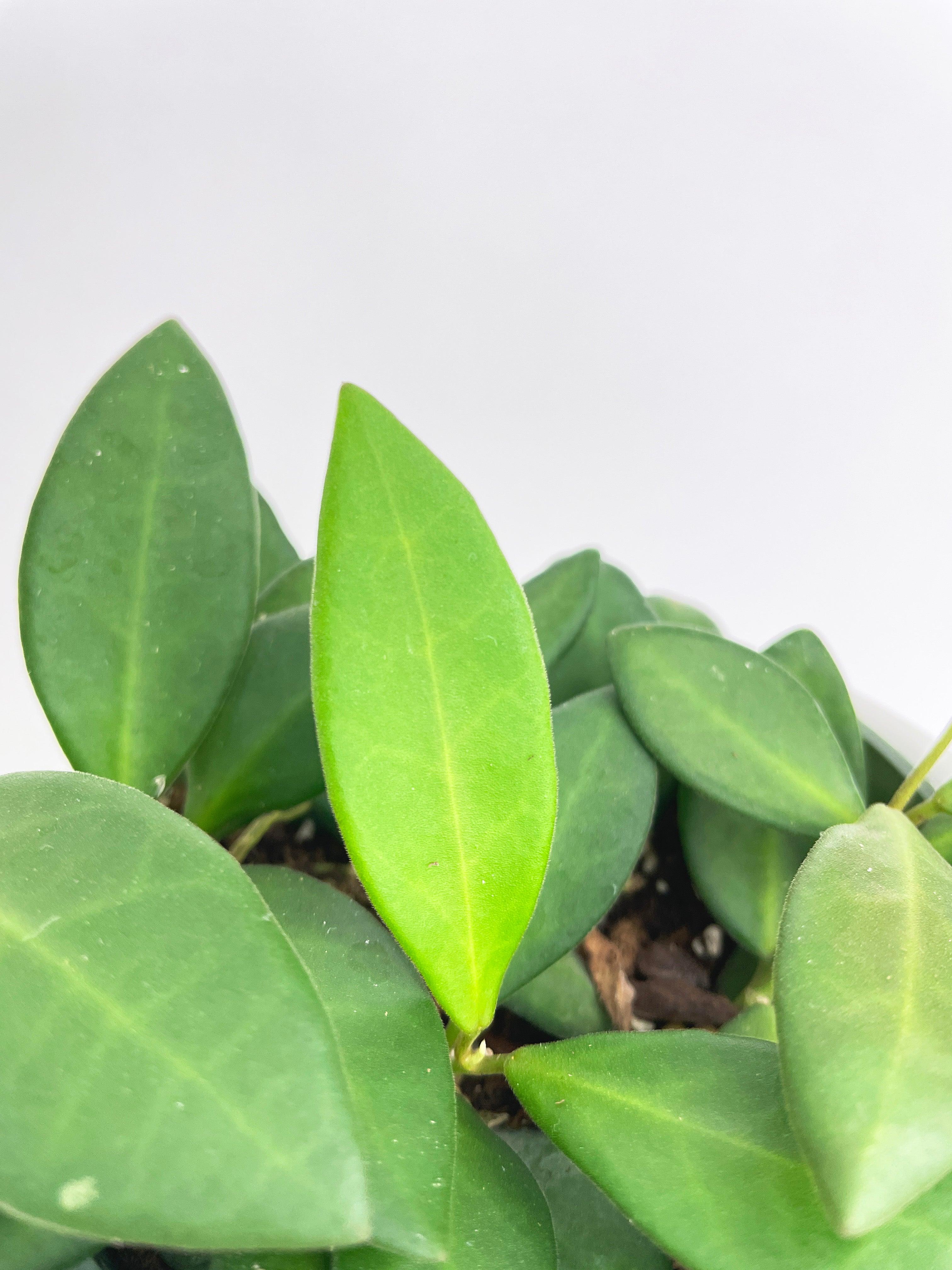 Hoya Bilobata Sub Burtoniae - Bumble Plants