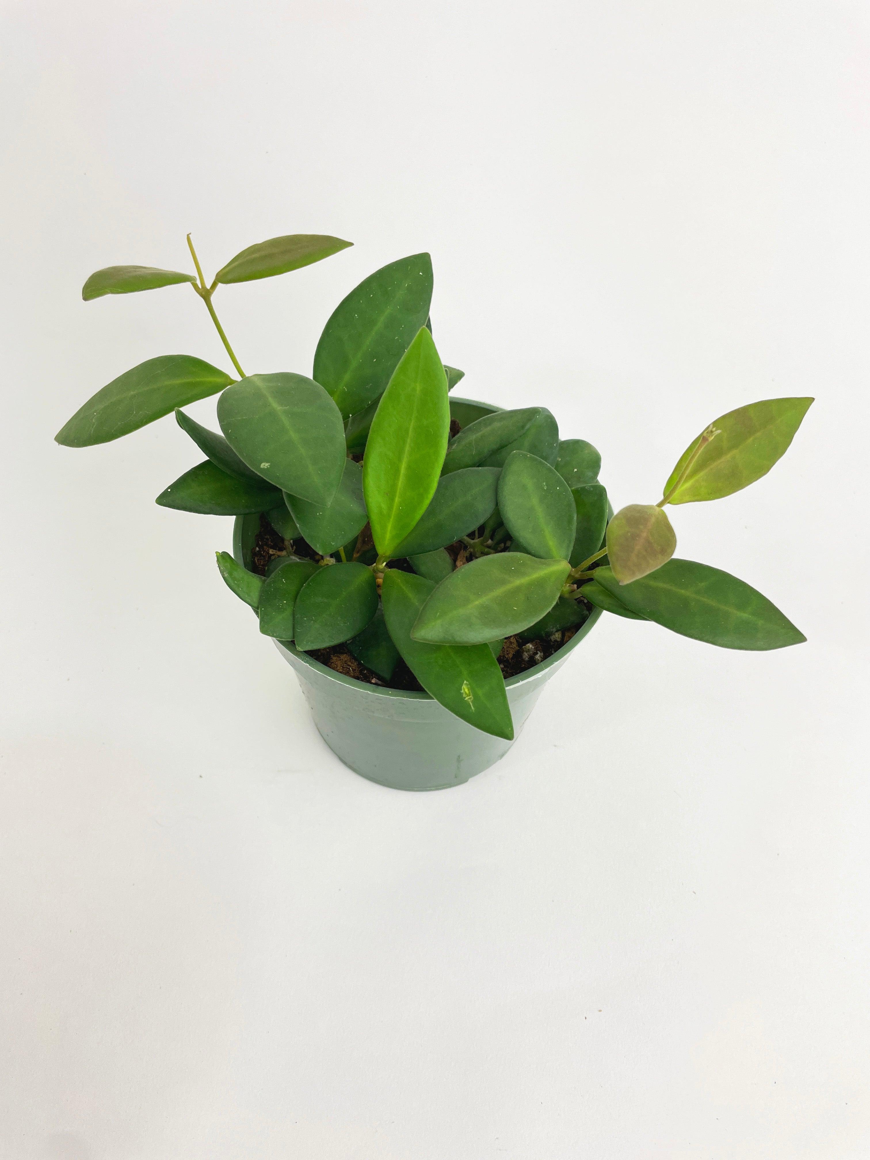 Hoya Bilobata Sub Burtoniae - Bumble Plants