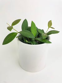 Hoya Bilobata Sub Burtoniae - Bumble Plants