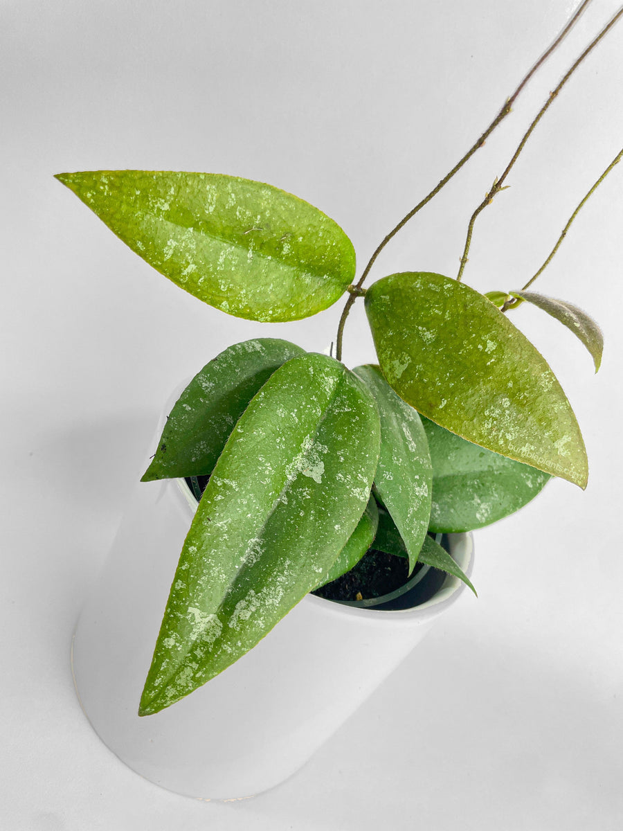 Hoya Caudata Sumatra - Bumble Plants