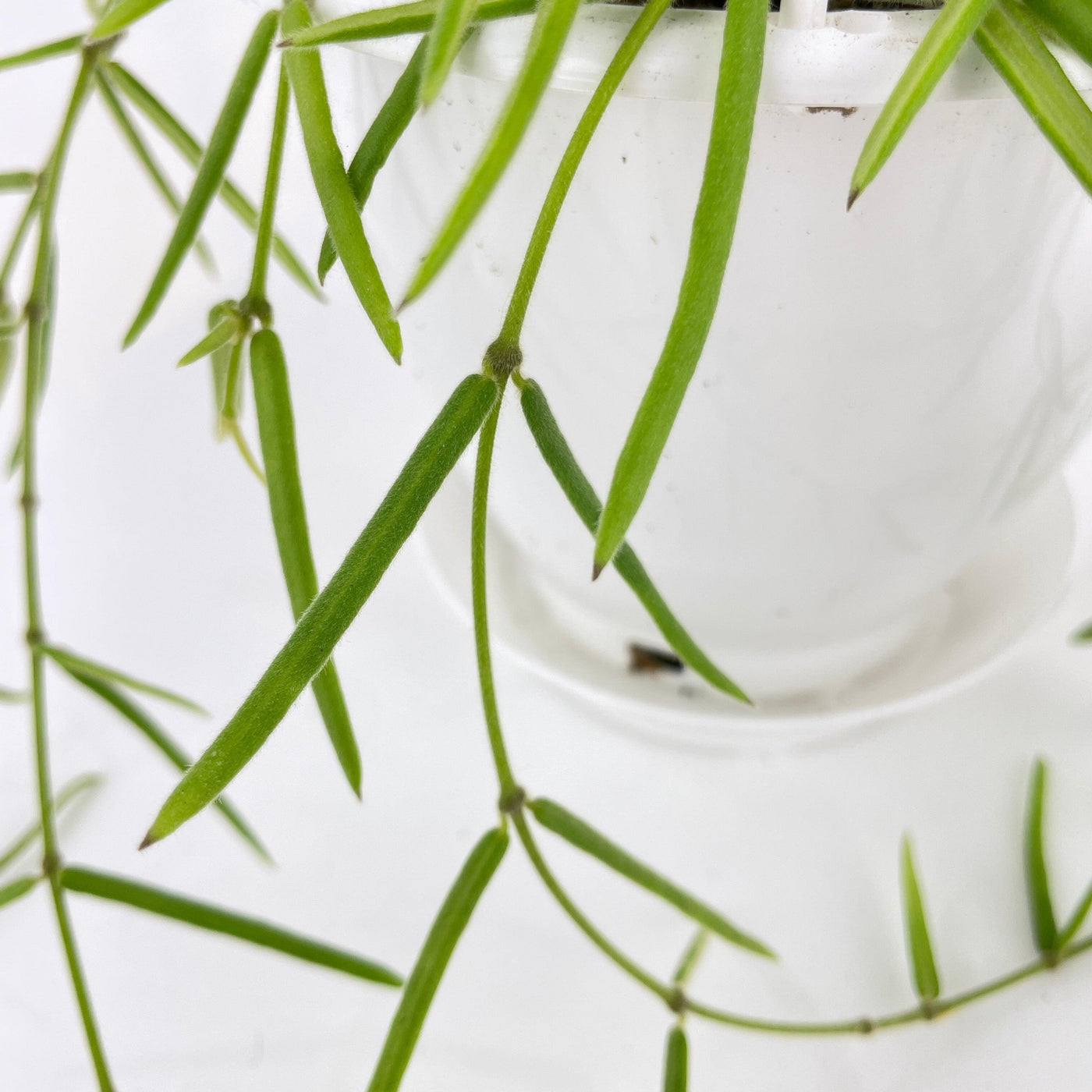 Hoya Linearis - Bumble Plants