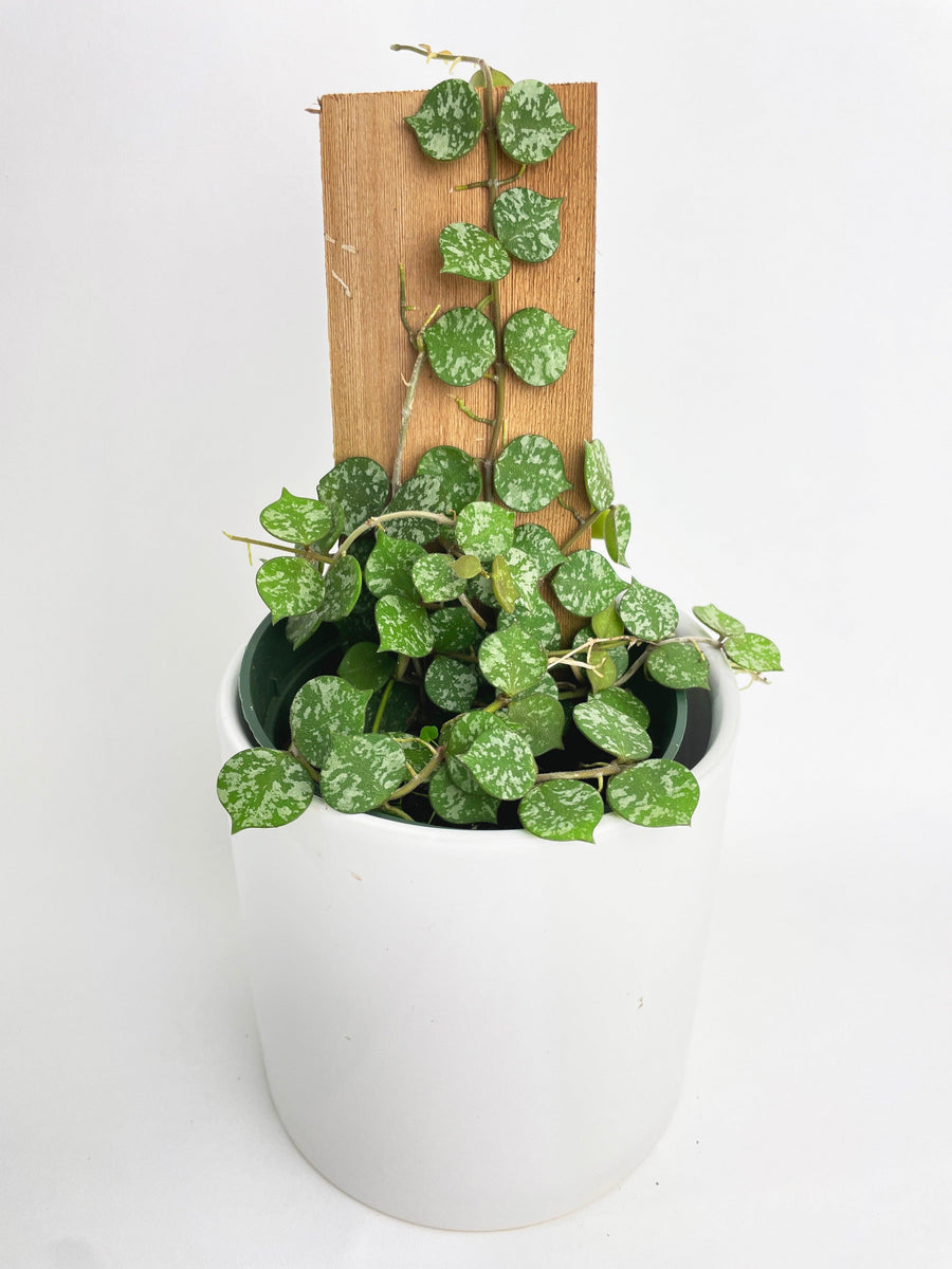 Hoya Curtisii - Bumble Plants