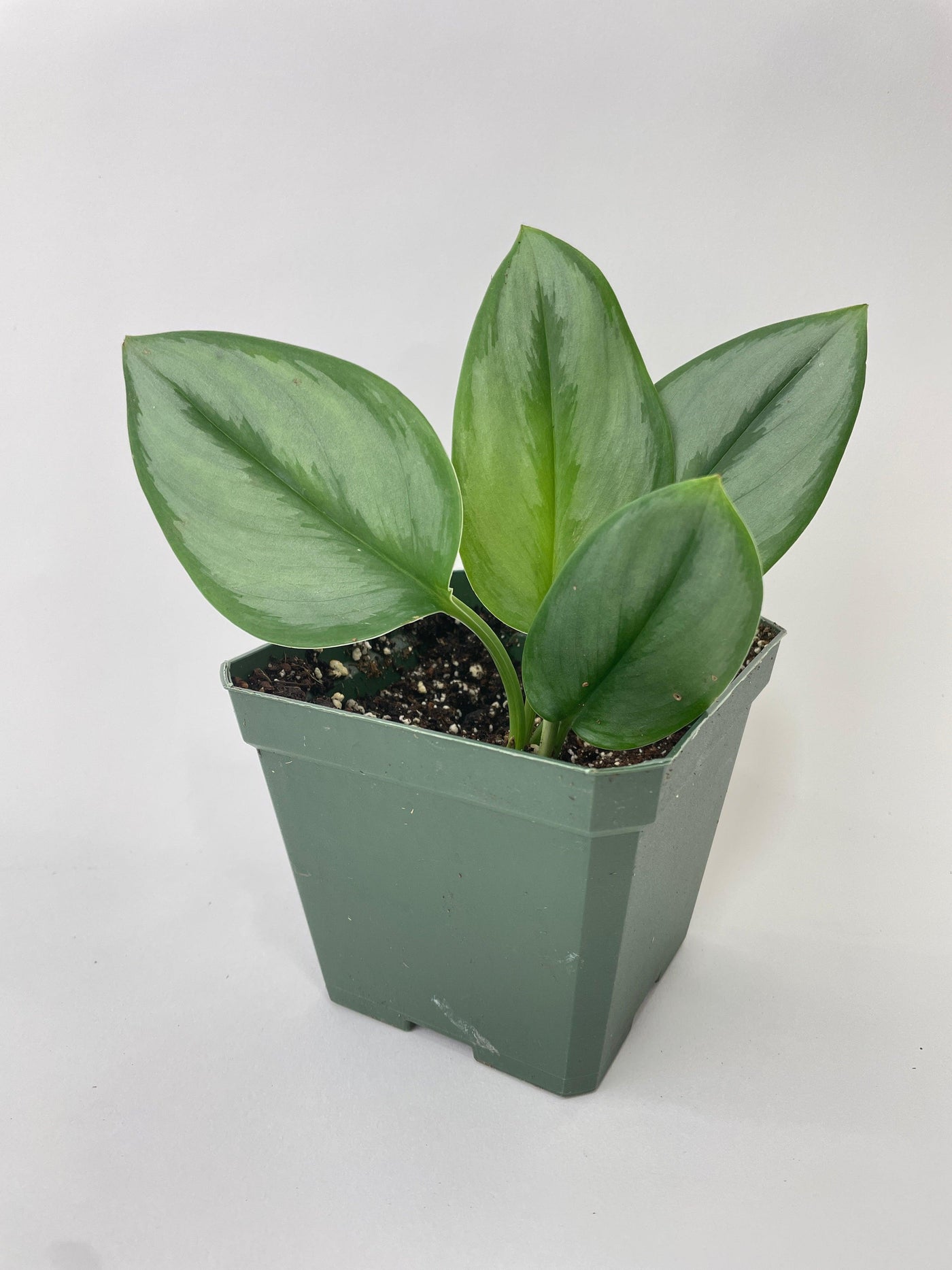treubii moonlight pothos Live Scindapsus Treubii Moonlight