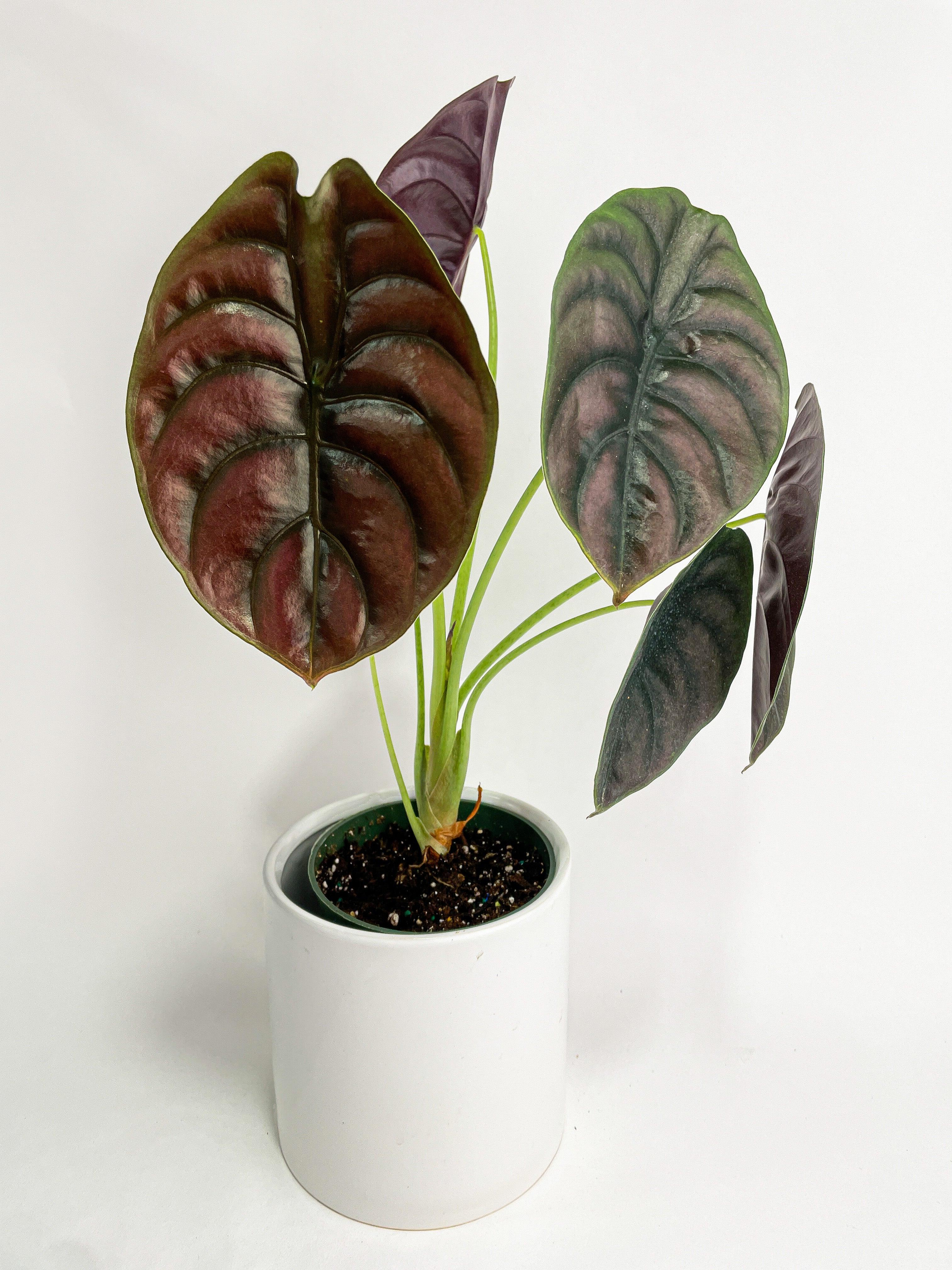 Bumble Plants Alocasia Cuprea