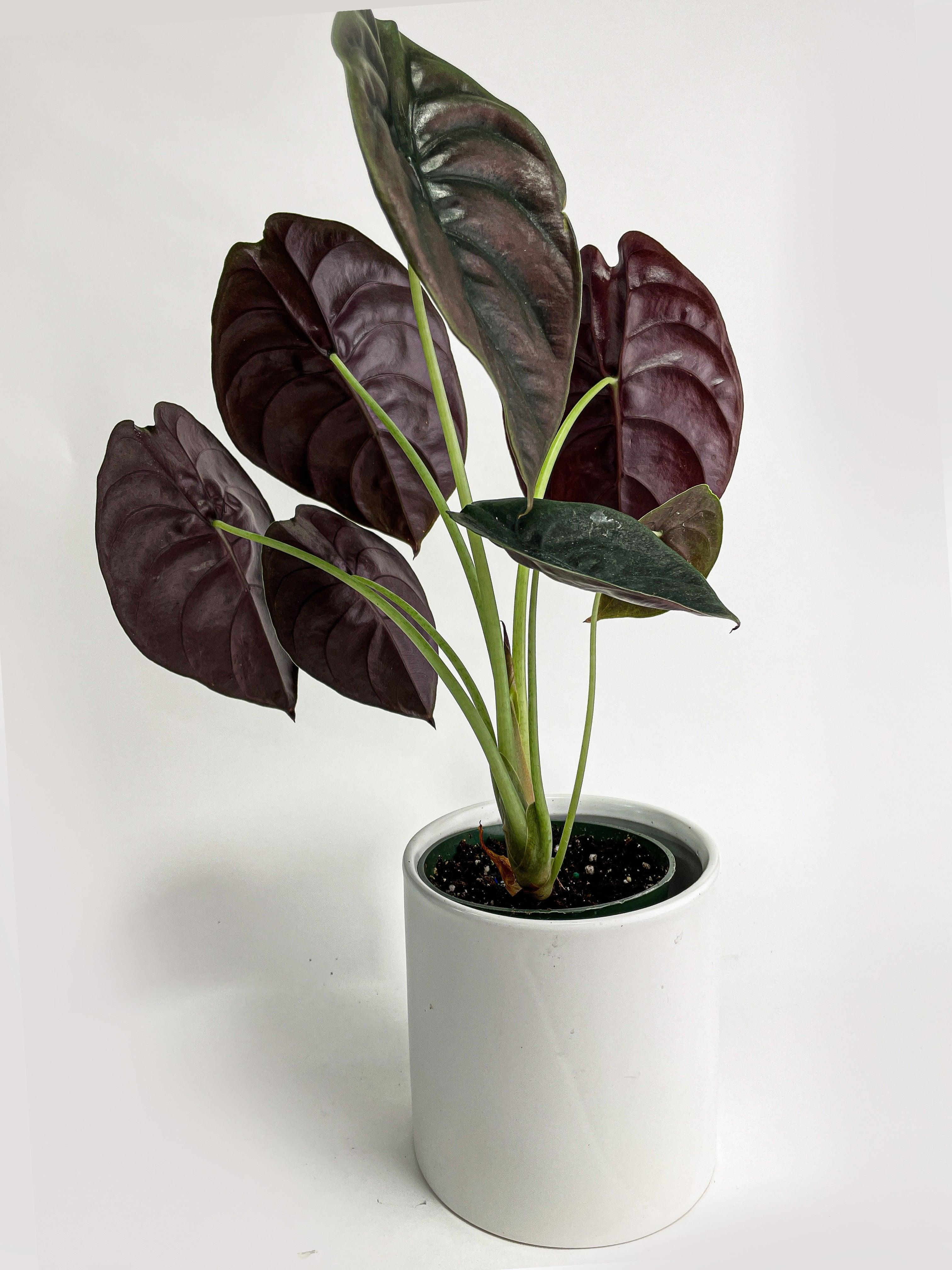 Bumble Plants Alocasia Cuprea - Thumbnail 4