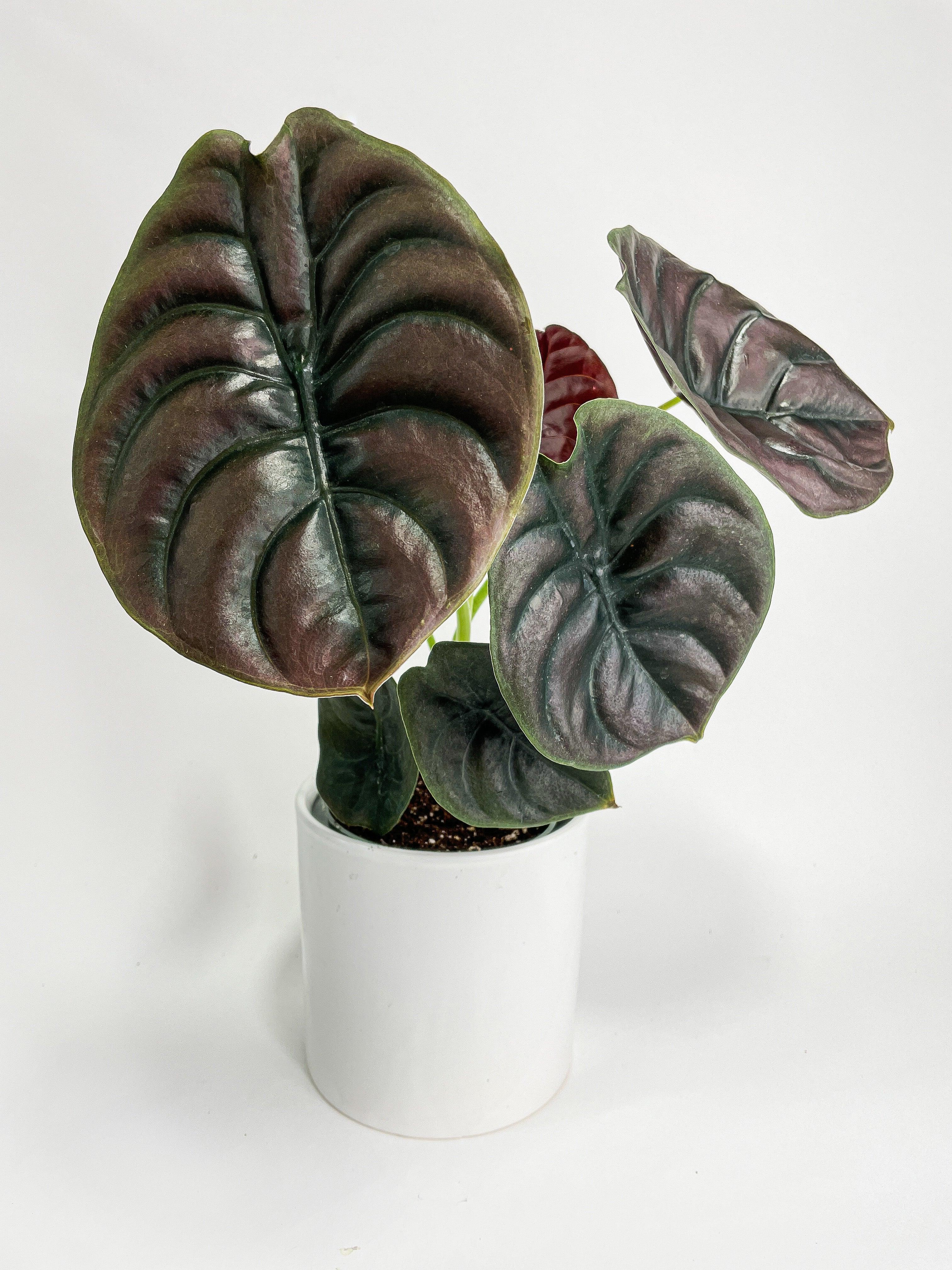Bumble Plants Alocasia Cuprea - Thumbnail 3