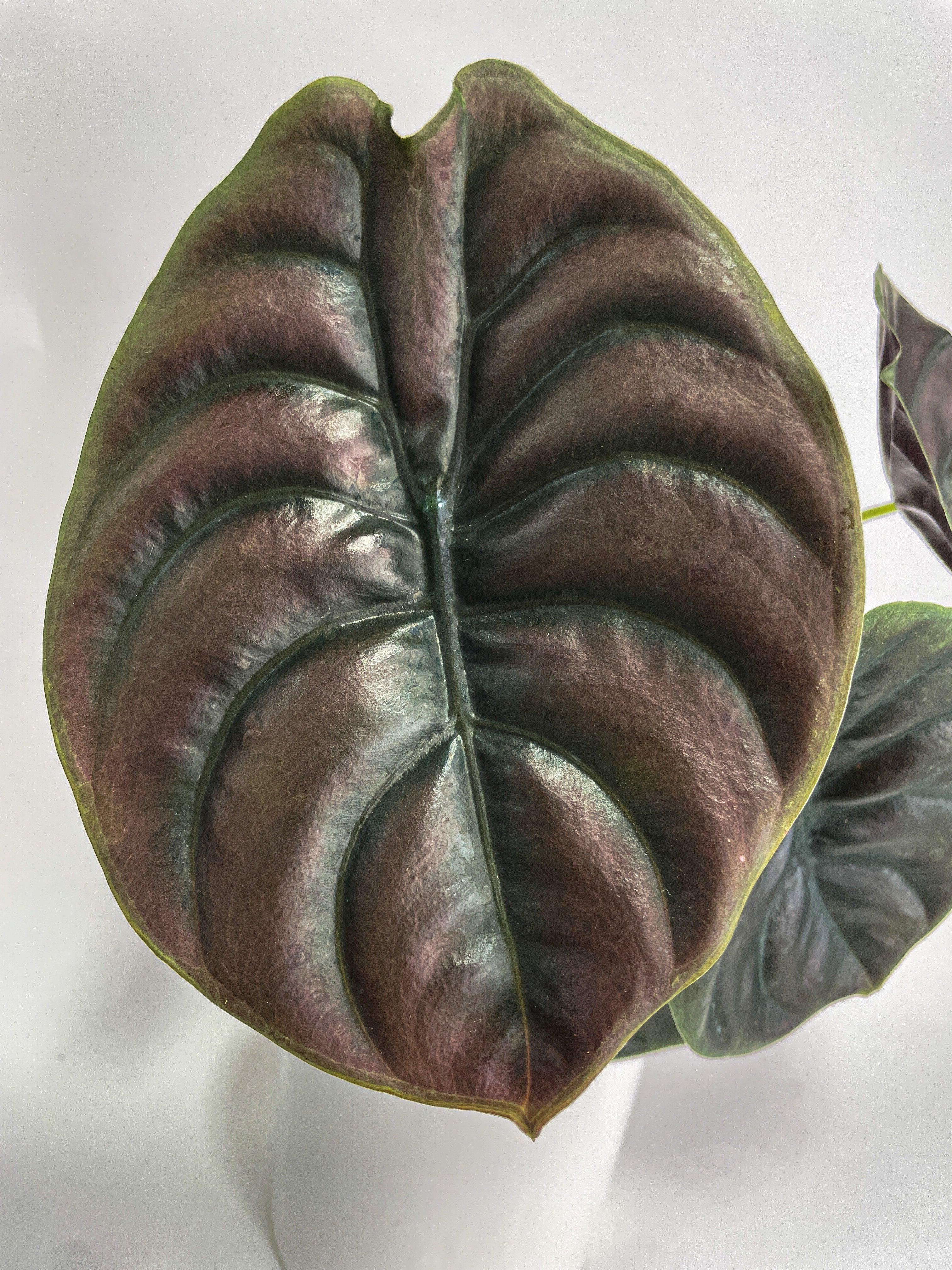 Bumble Plants Alocasia Cuprea - Thumbnail 5