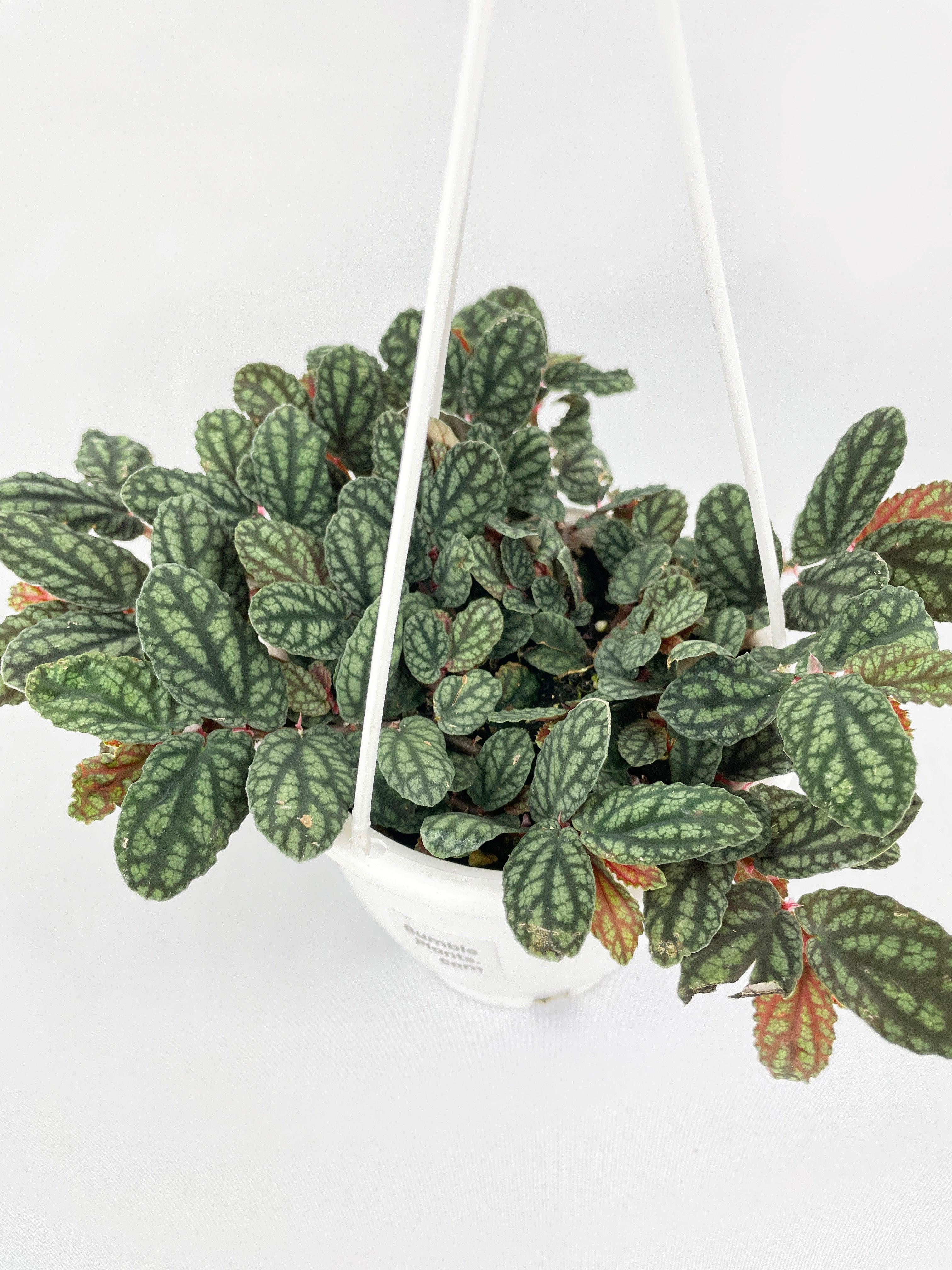 Watermelon Begonia (Pellionia Pulchra) - Bumble Plants