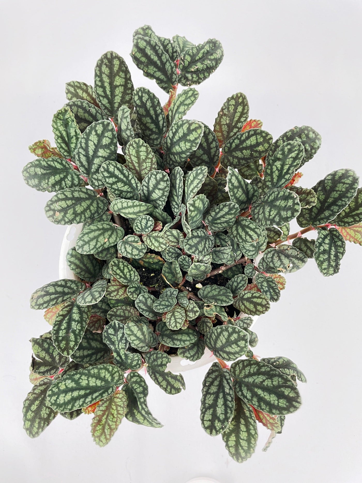 Watermelon Begonia (Pellionia Pulchra) - Bumble Plants