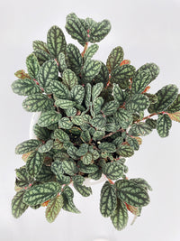 Watermelon Begonia (Pellionia Pulchra) - Bumble Plants