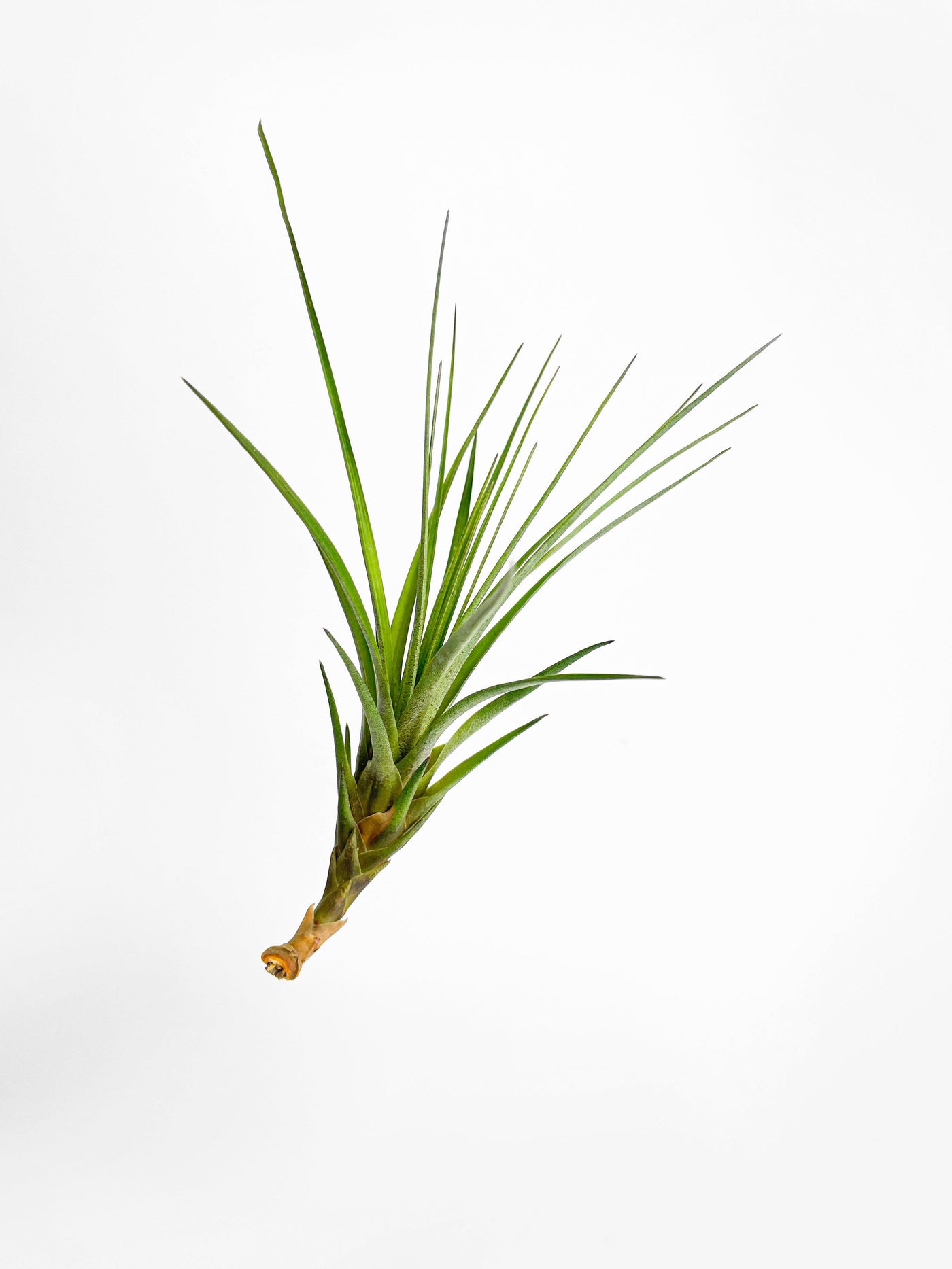 moonlight air plant Live Tillandsia Moonlight Air Plant