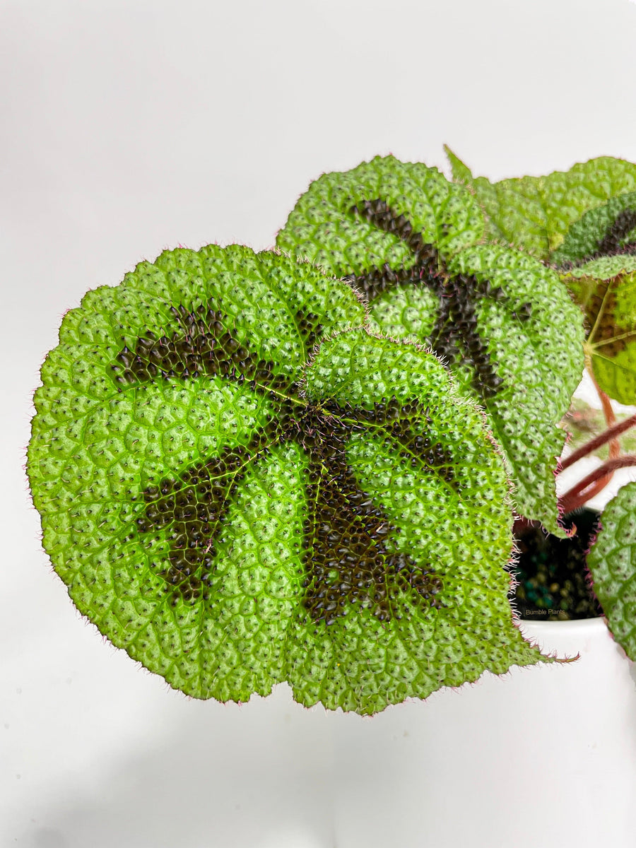 Begonia Masoniana 'Iron Cross' - Bumble Plants