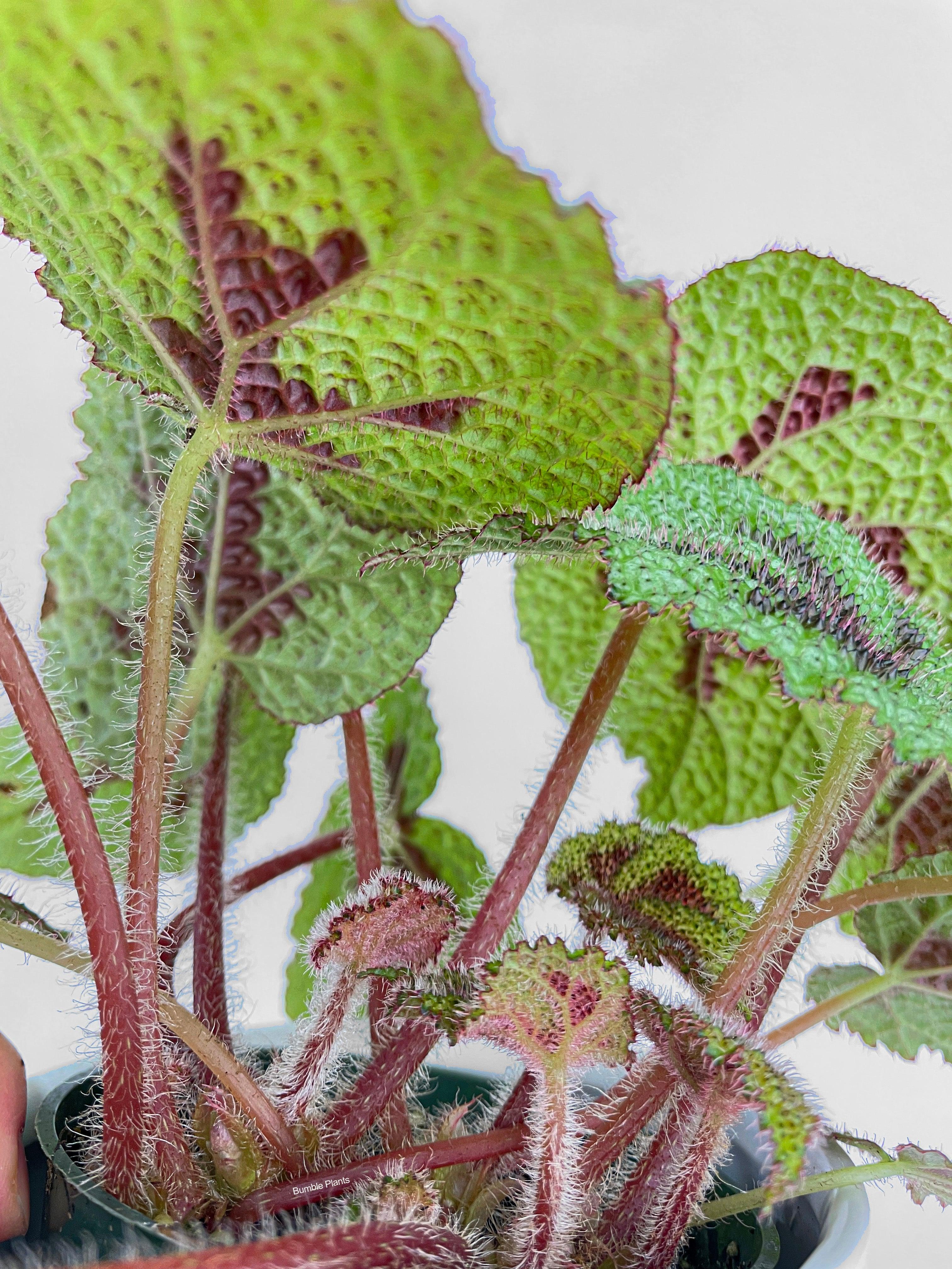 Begonia Masoniana 'Iron Cross' - Bumble Plants