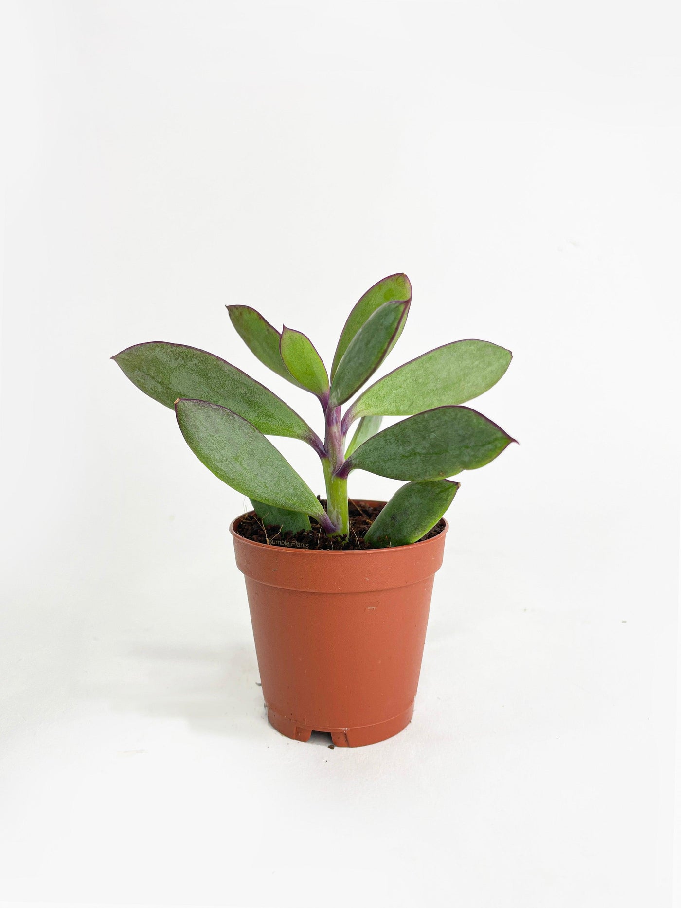 succulent plants in jamaica Live Vertical Leaf Senecio Purple