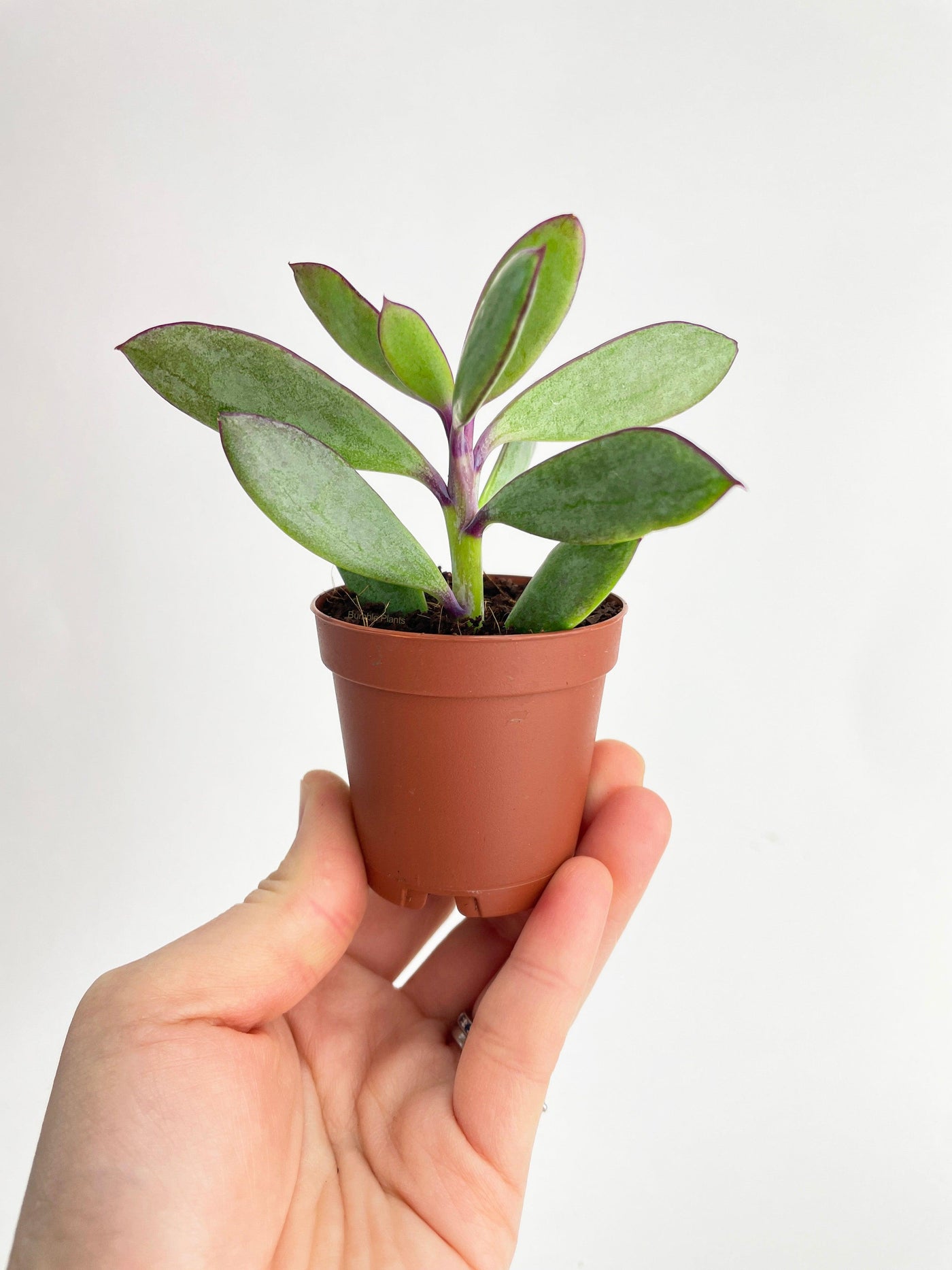 purple and green succulent Live Vertical Leaf Senecio Purple