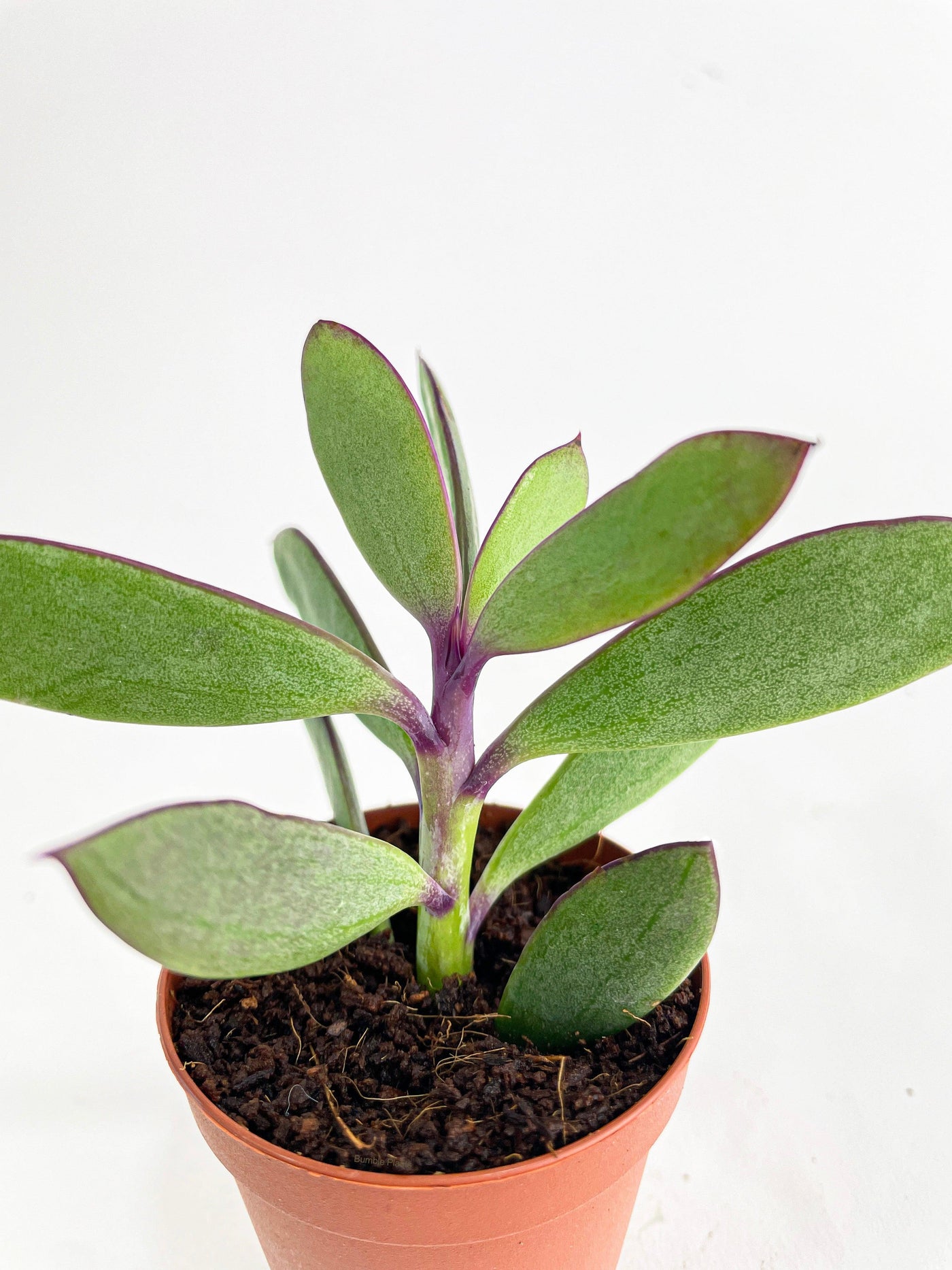 purple leaf succulent plant Live Vertical Leaf Senecio Purple