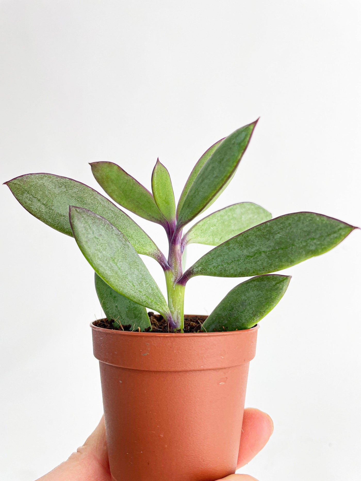 purple succulent leaves Live Vertical Leaf Senecio Purple